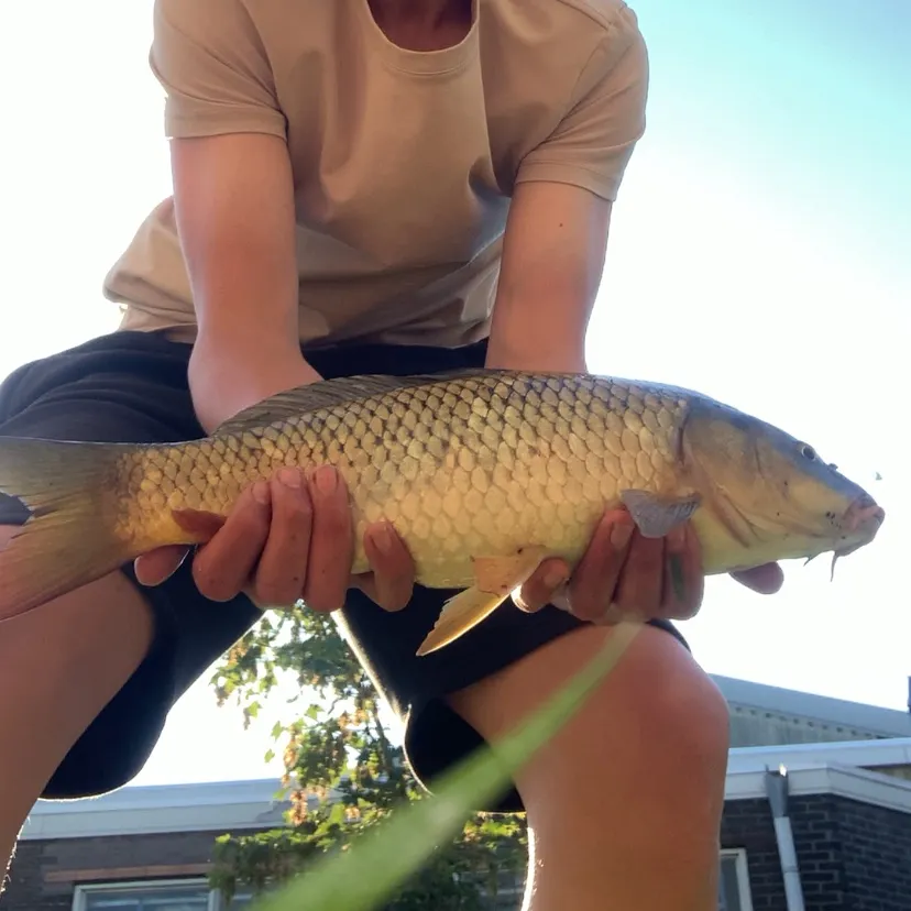 most liked catch image
