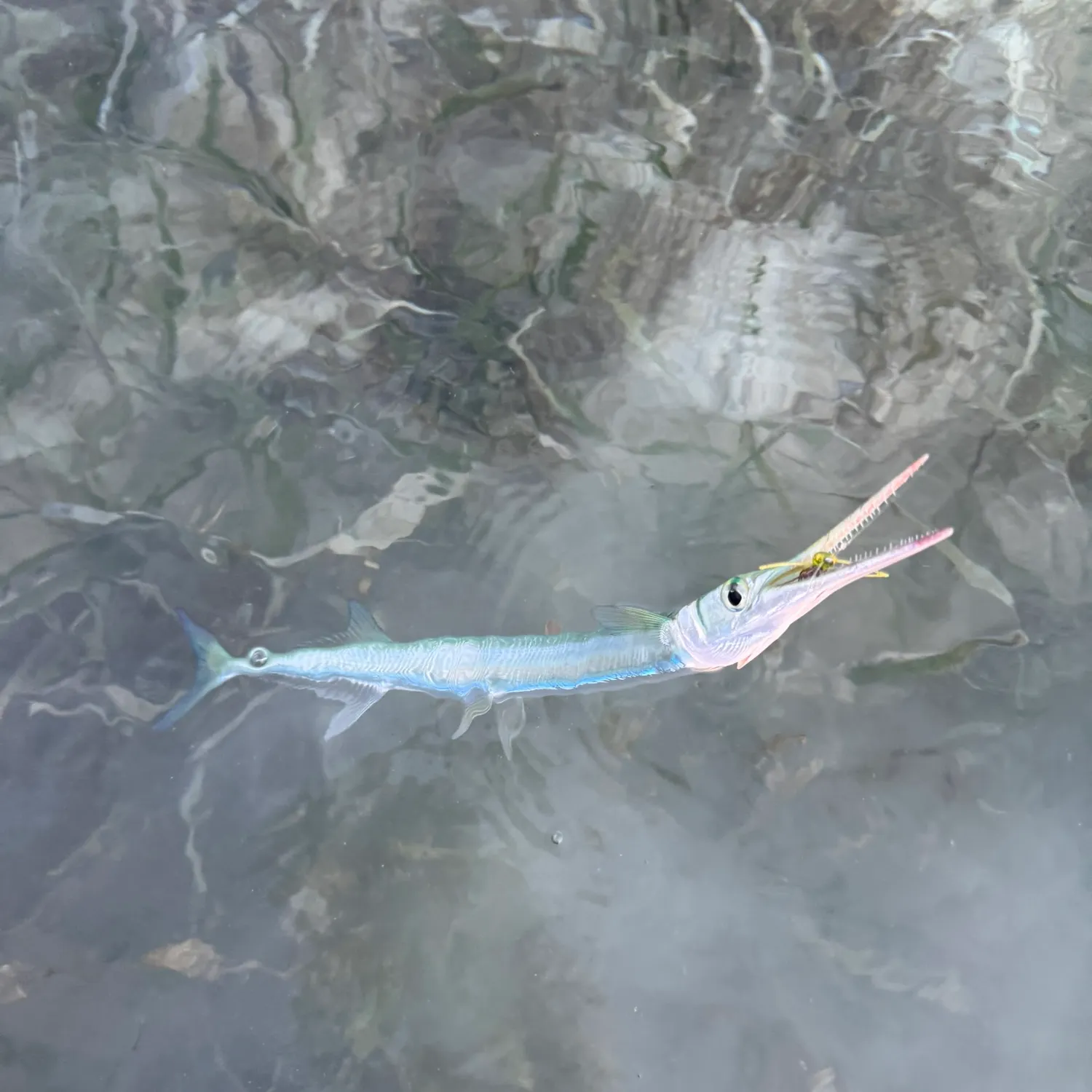 The most recent Atlantic needlefish catches on Fishbrain