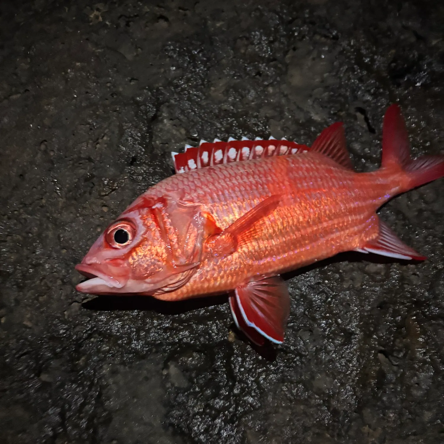 The most recent Sabre squirrelfish catches on Fishbrain