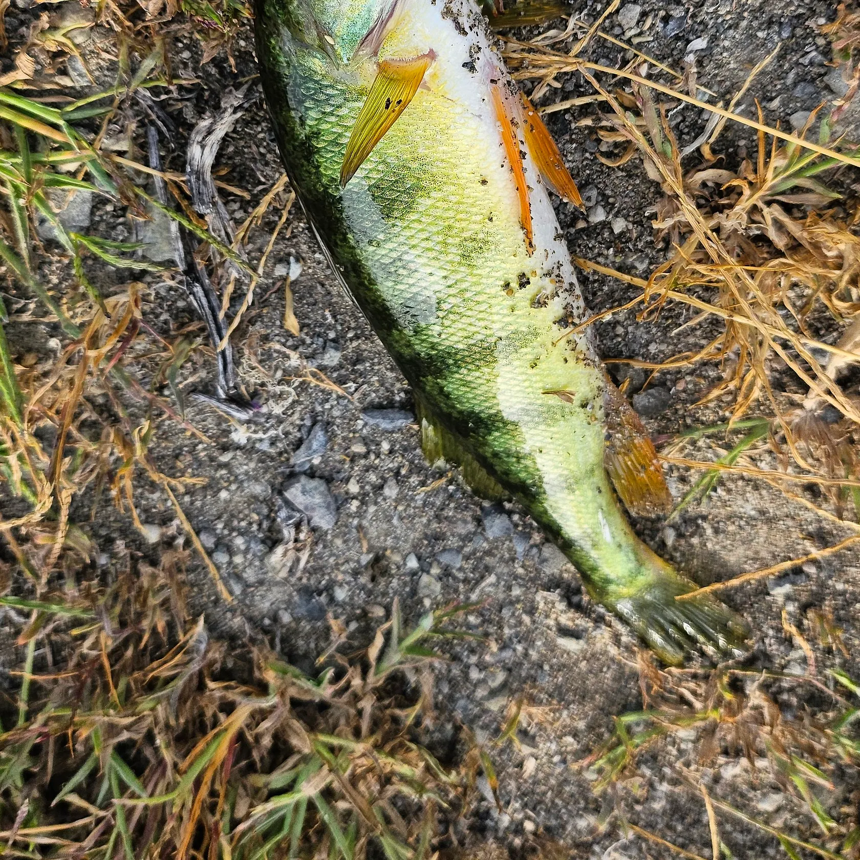 Yellow perch caught on Fishbrain