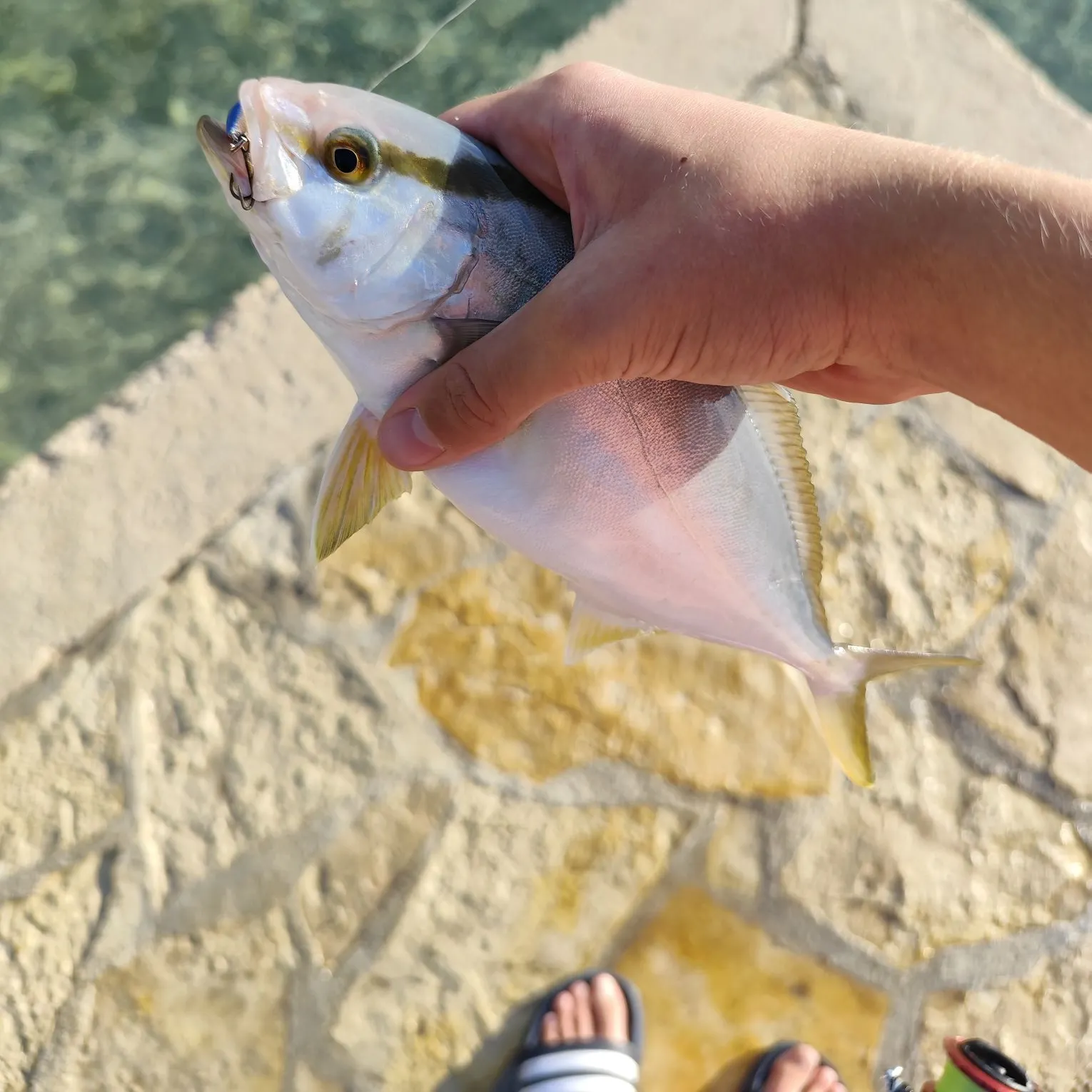 Greater amberjack caught on Fishbrain