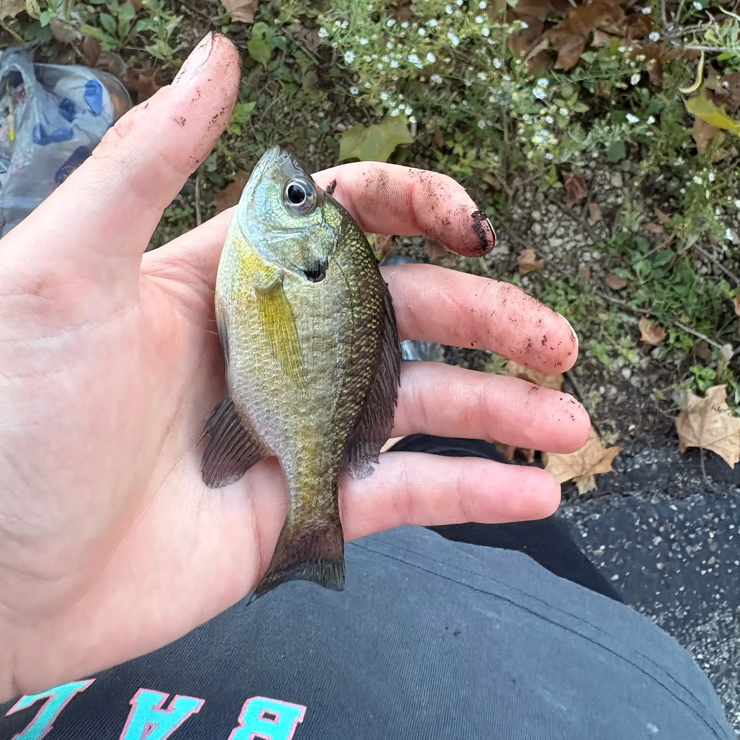 Bluegill caught on Fishbrain