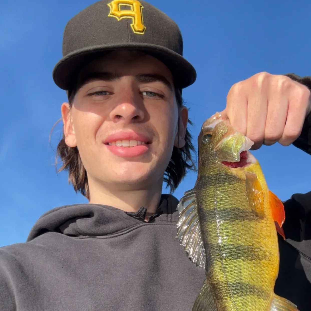 Yellow perch caught on Fishbrain