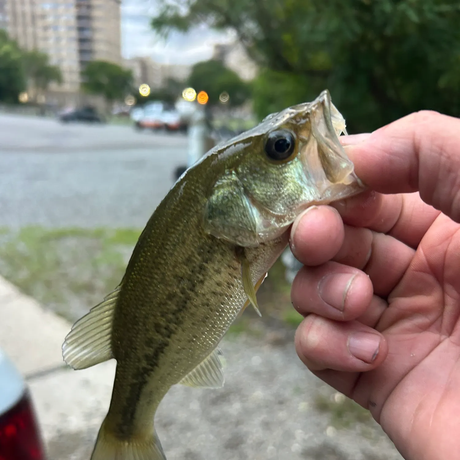 catch