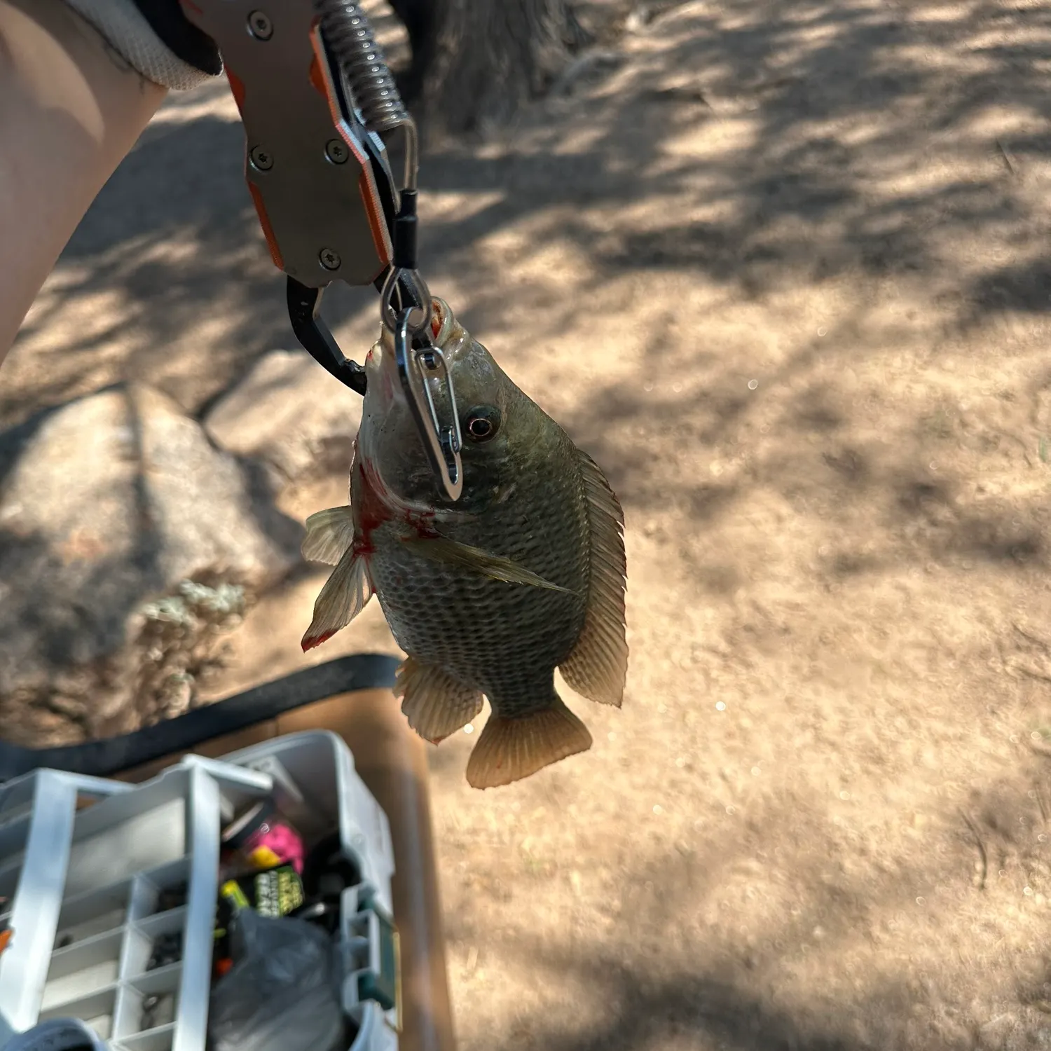 Nile tilapia caught on Fishbrain