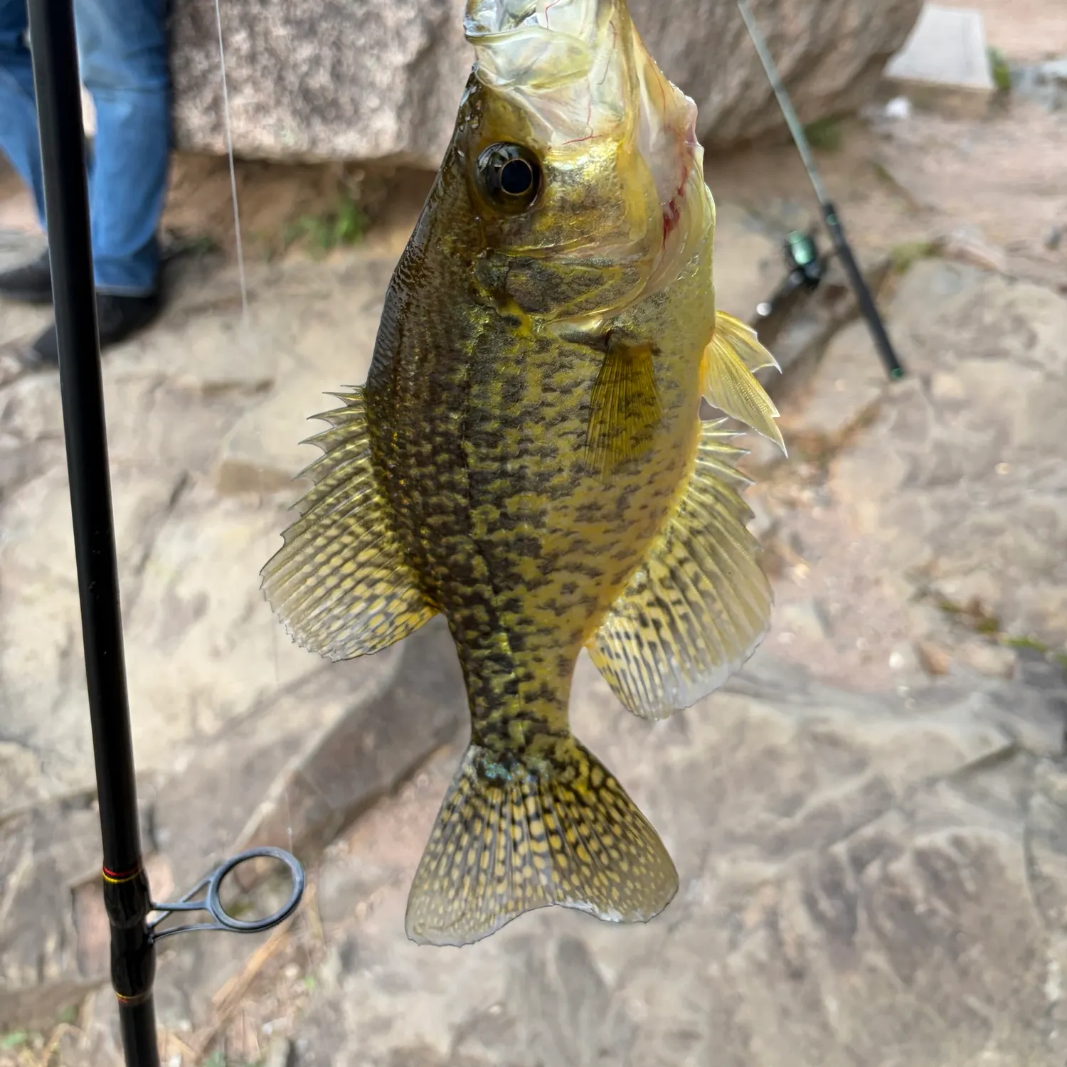 Black crappie caught on Fishbrain