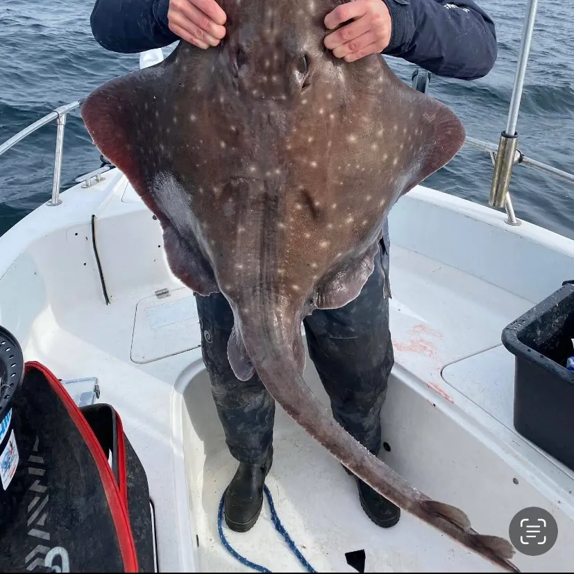 The most recent Longnosed skate catches on Fishbrain