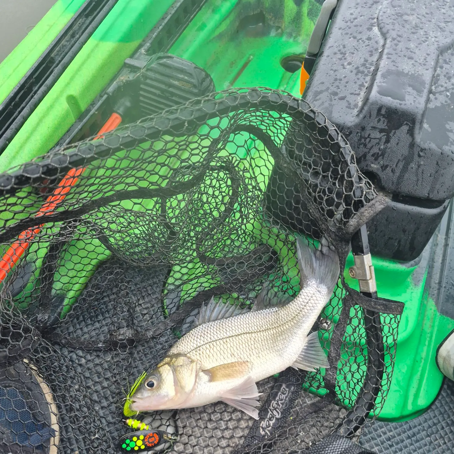 White perch caught on Fishbrain