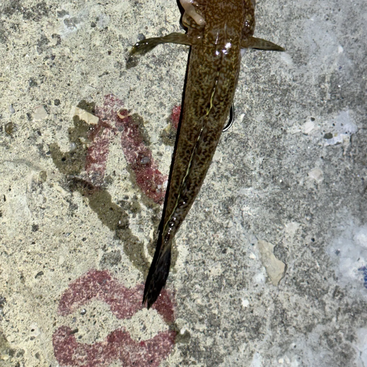 Round goby caught on Fishbrain