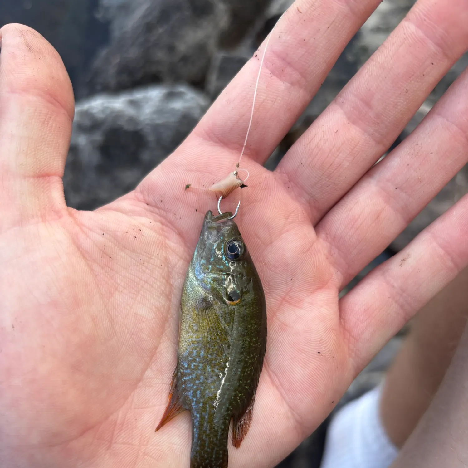 Green sunfish caught on Fishbrain