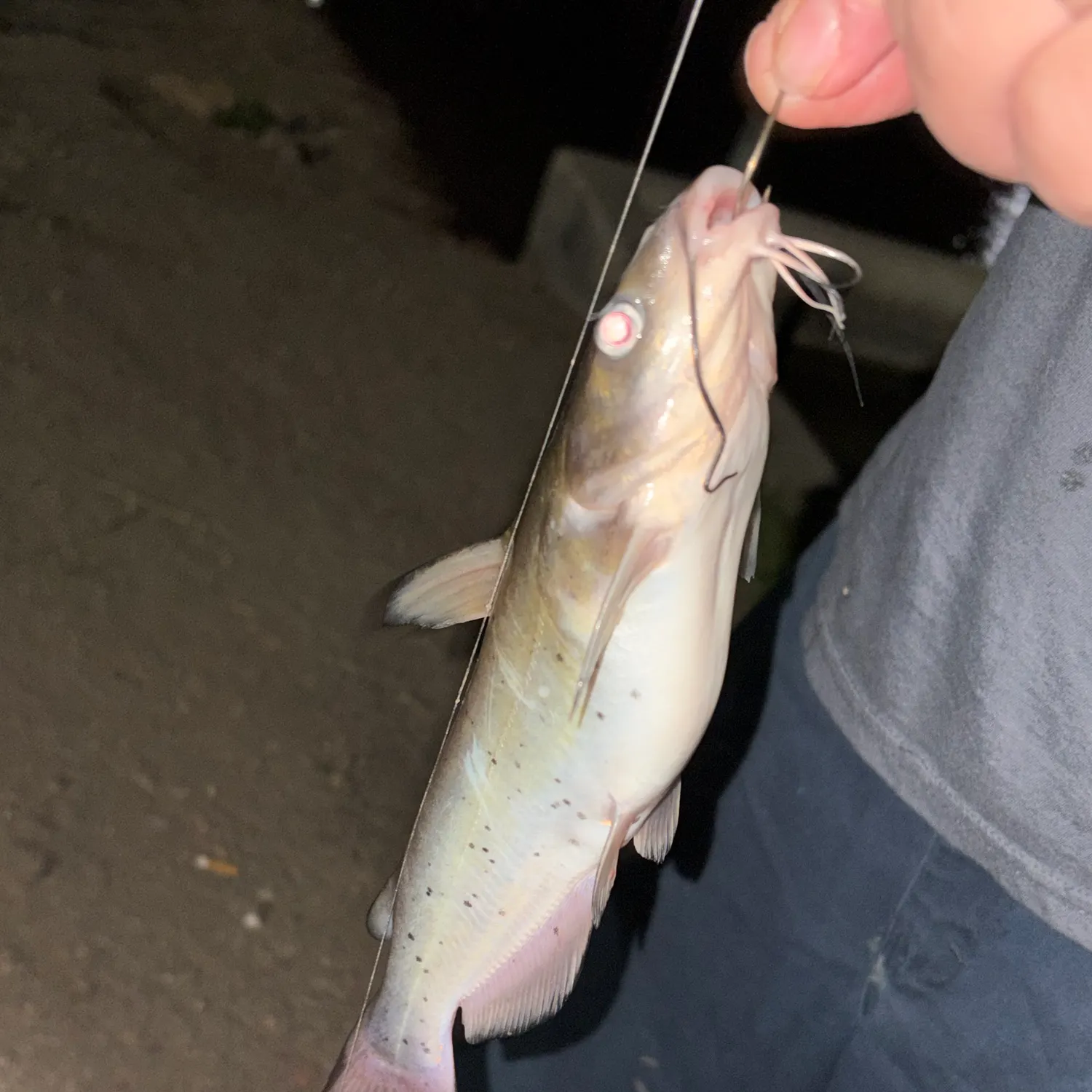 The most recent Channel catfish catches on Fishbrain