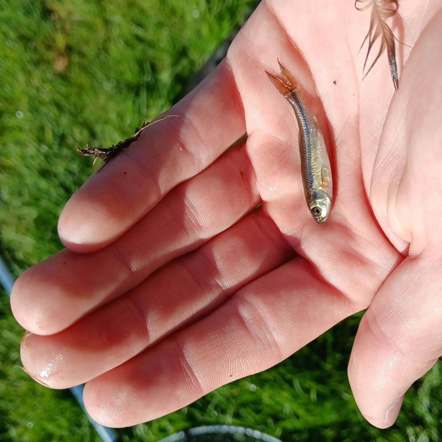 Fathead minnow caught on Fishbrain