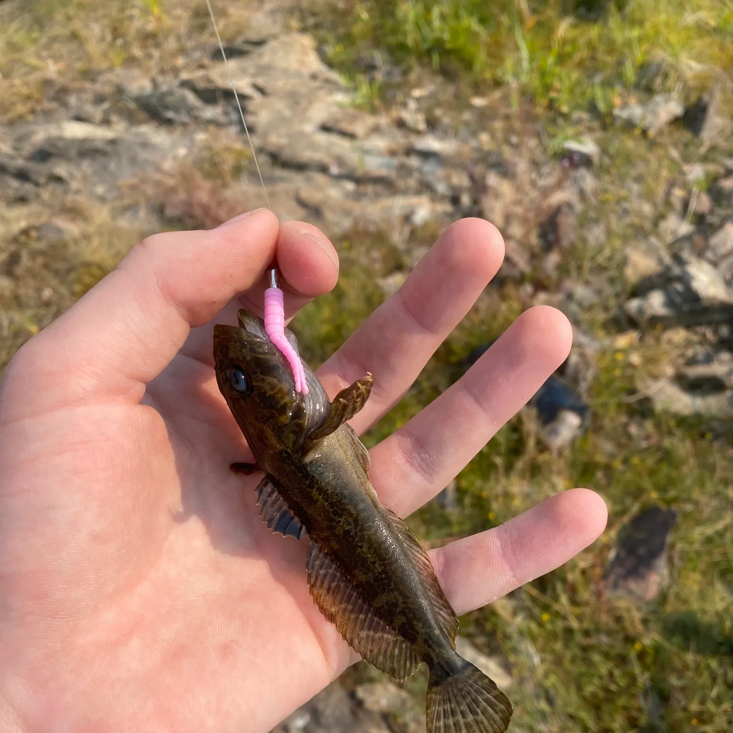 The most recent Prickly sculpin catches on Fishbrain