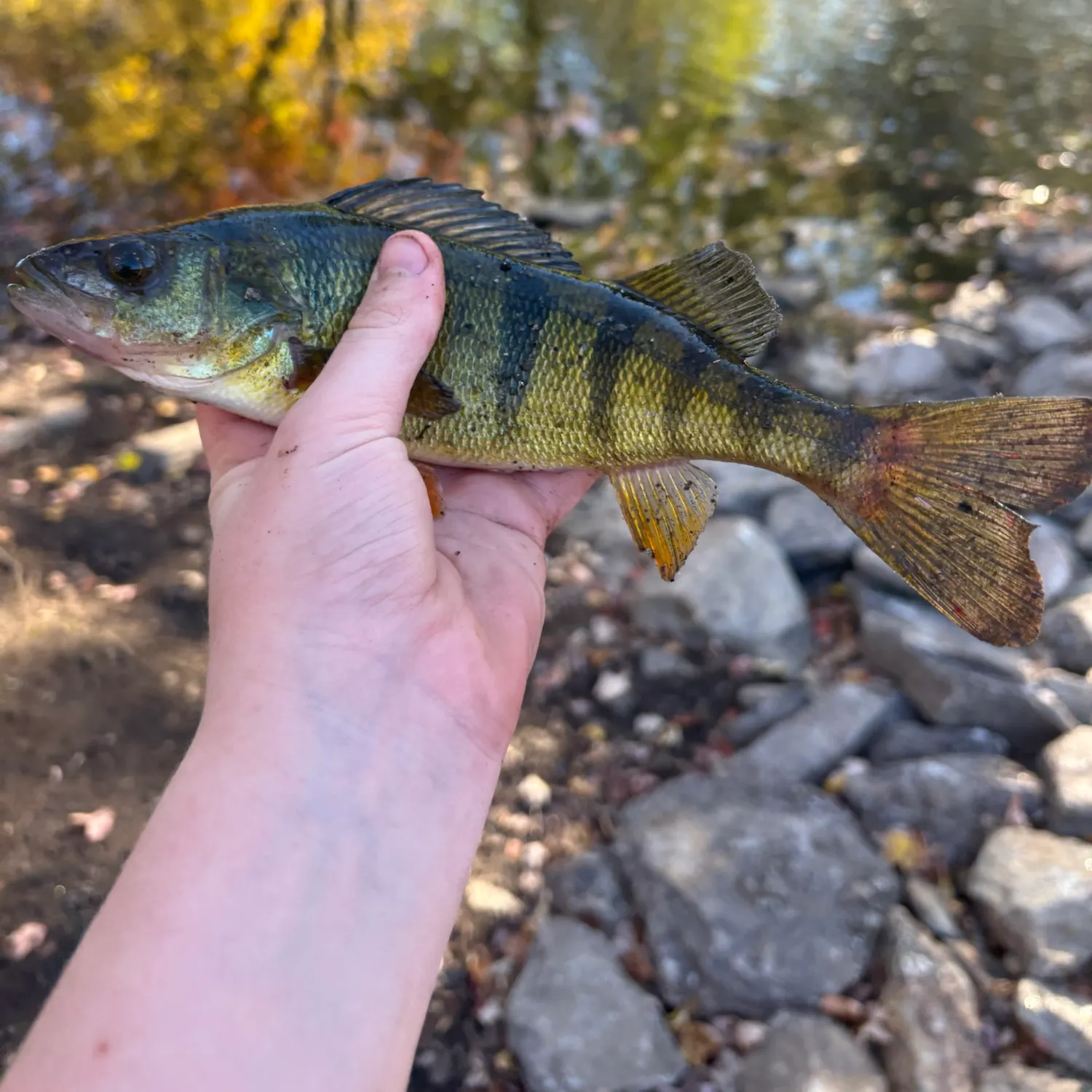 Yellow perch caught on Fishbrain