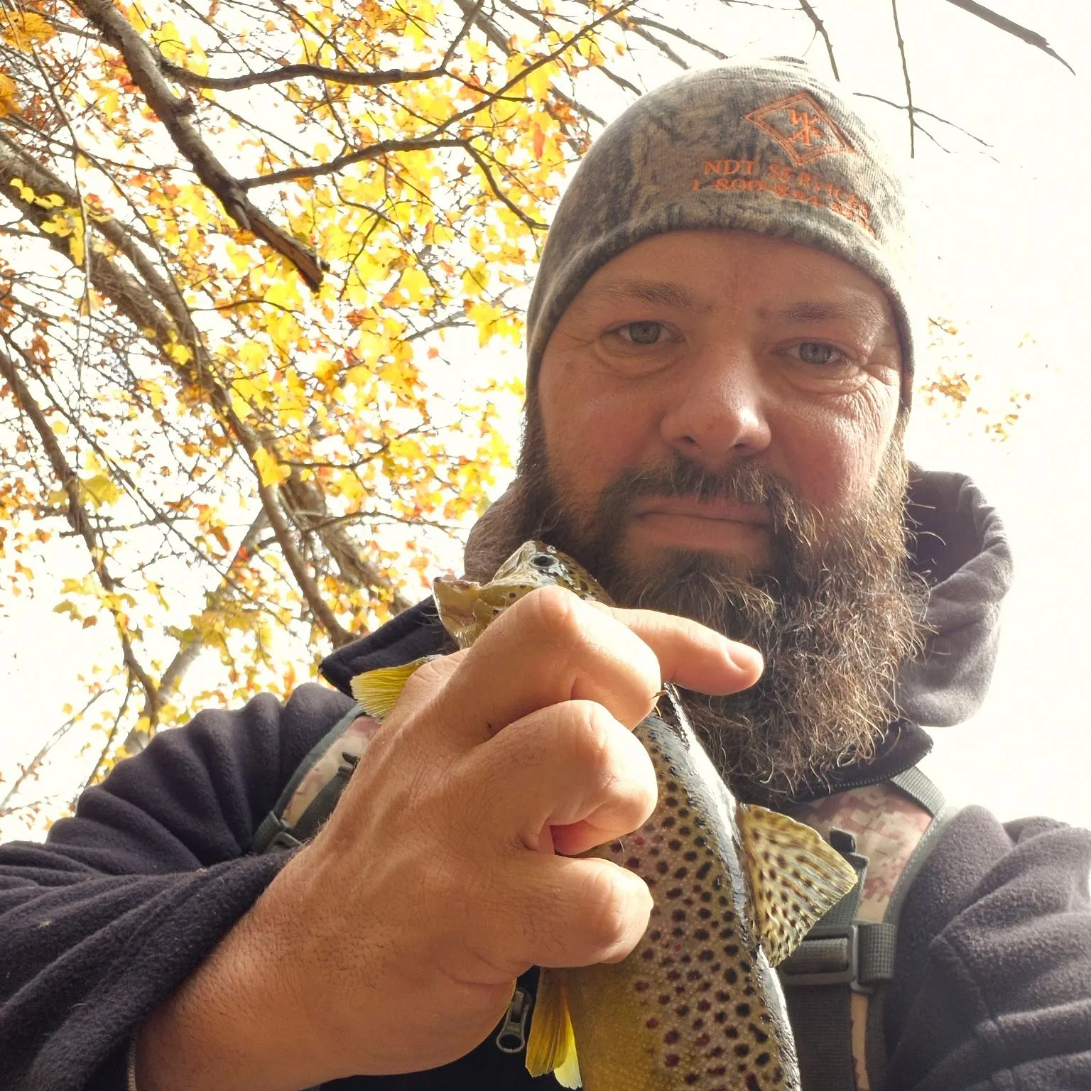 Brown trout caught on Fishbrain