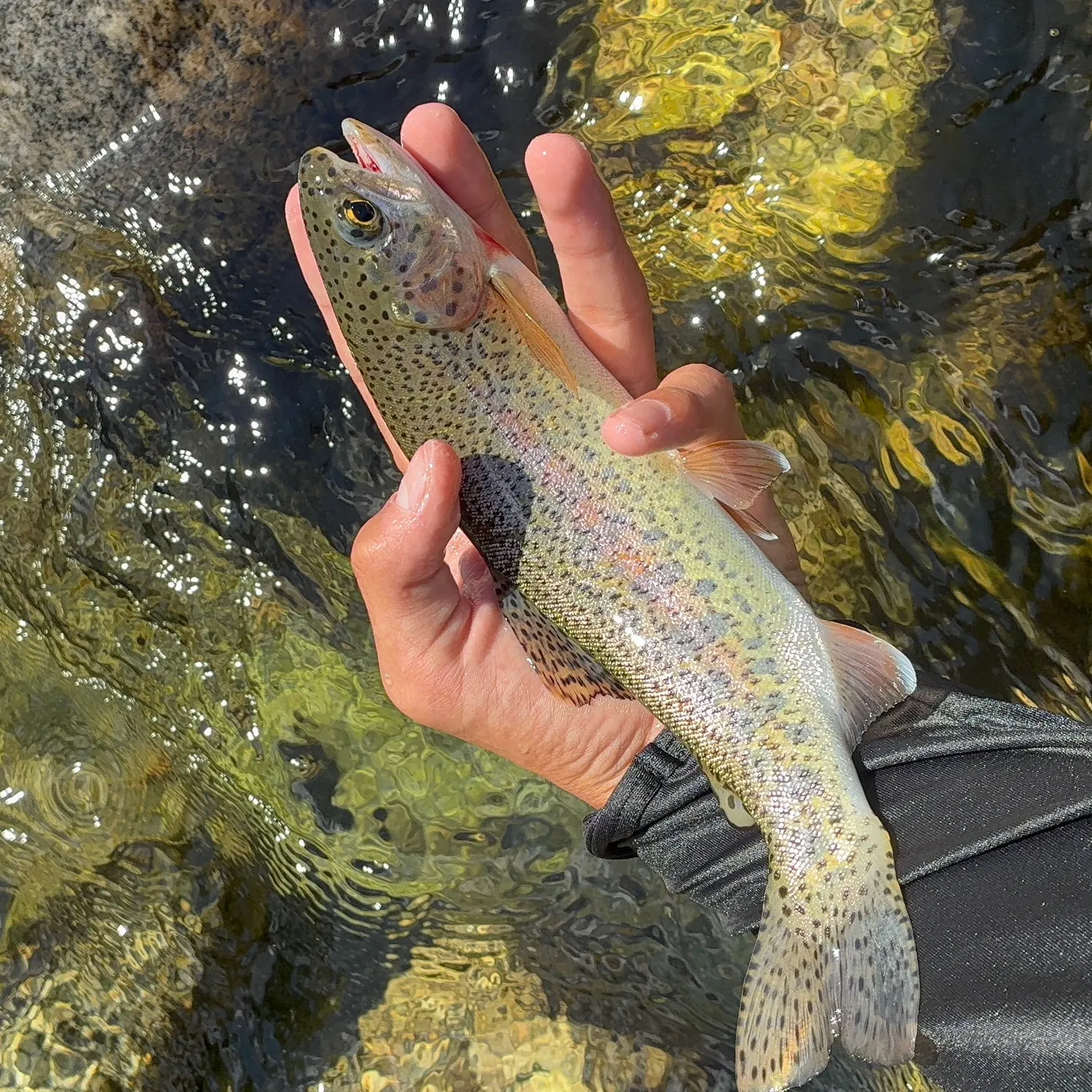 Rainbow trout caught on Fishbrain
