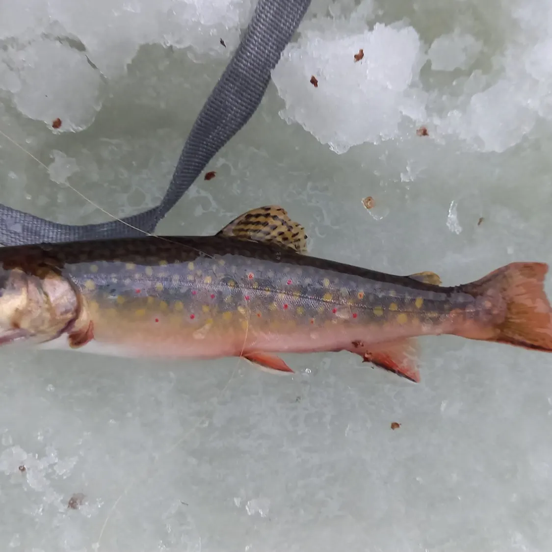 Brook trout caught on Fishbrain