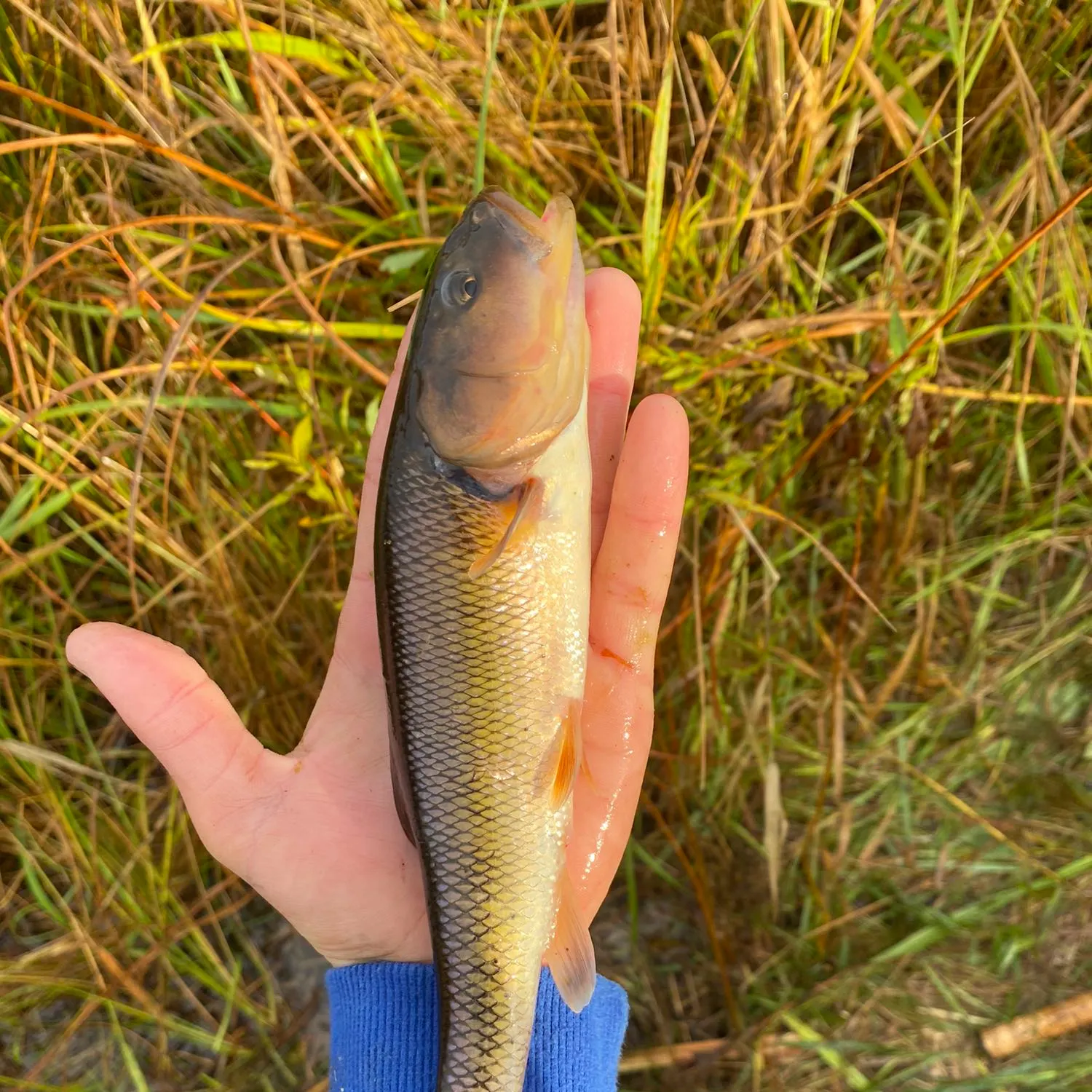 angler catch