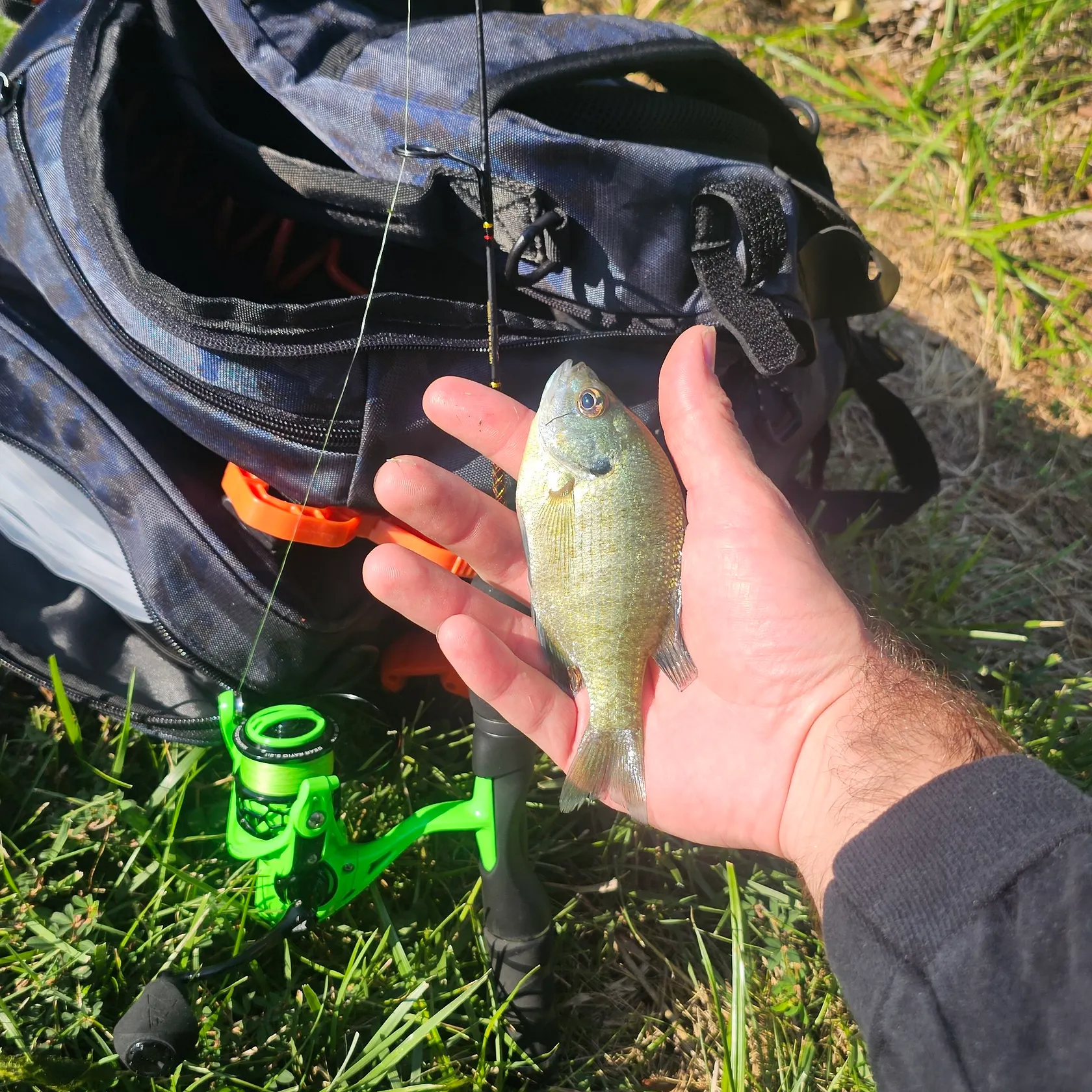 Bluegill caught on Fishbrain