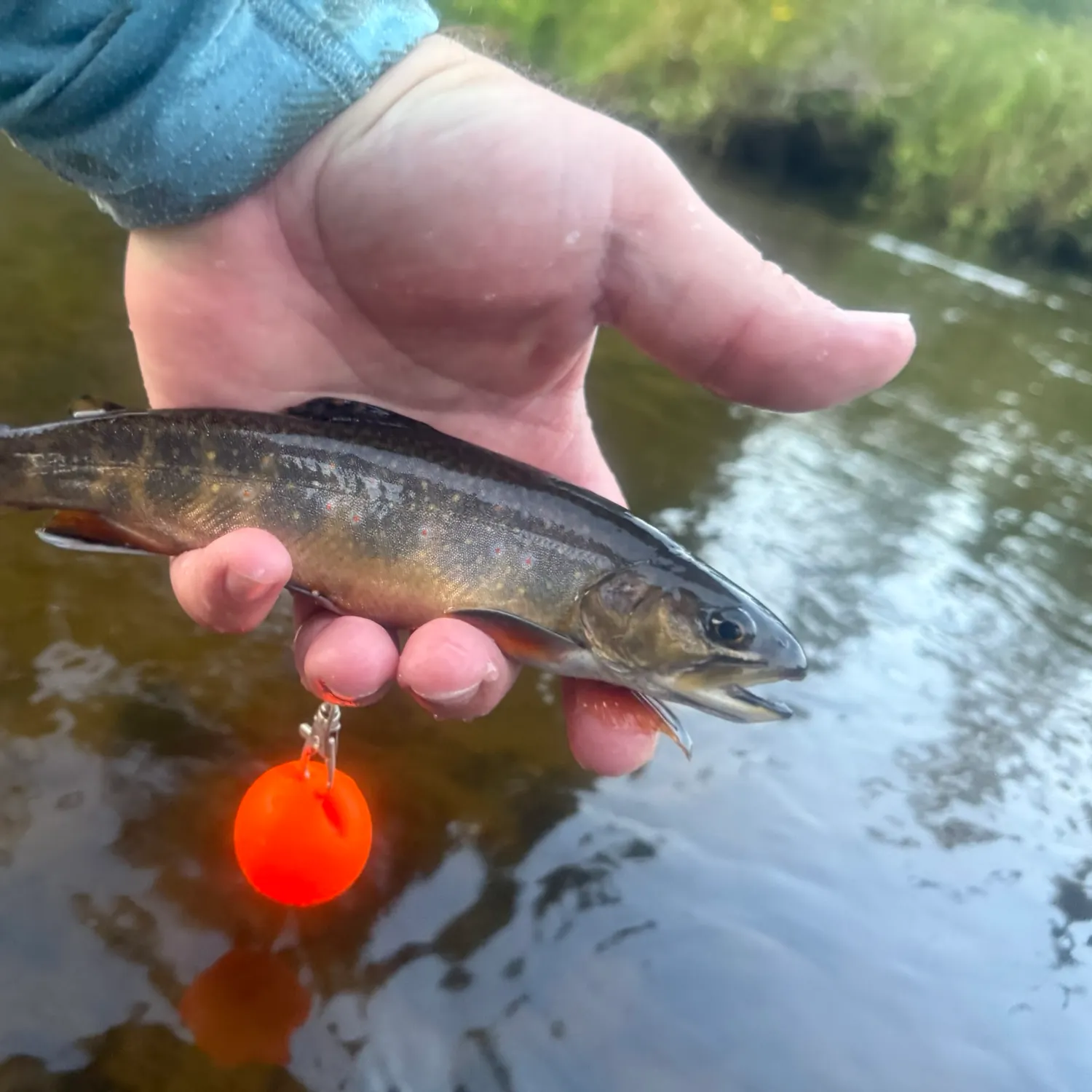 Brook trout caught on Fishbrain