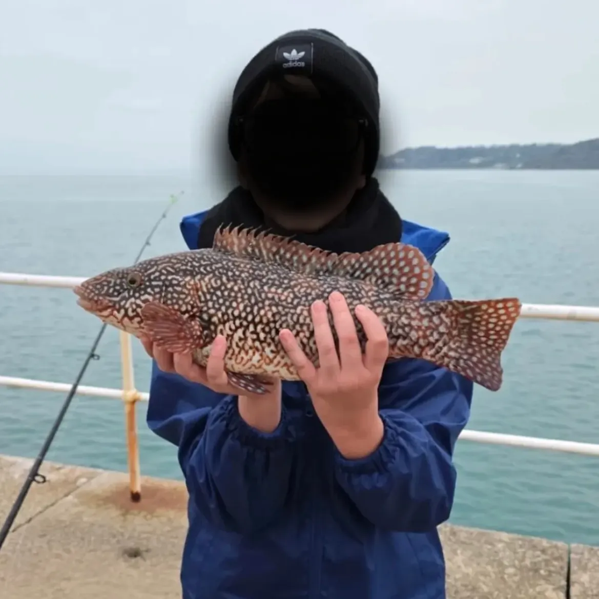 The most recent Ballan wrasse catches on Fishbrain