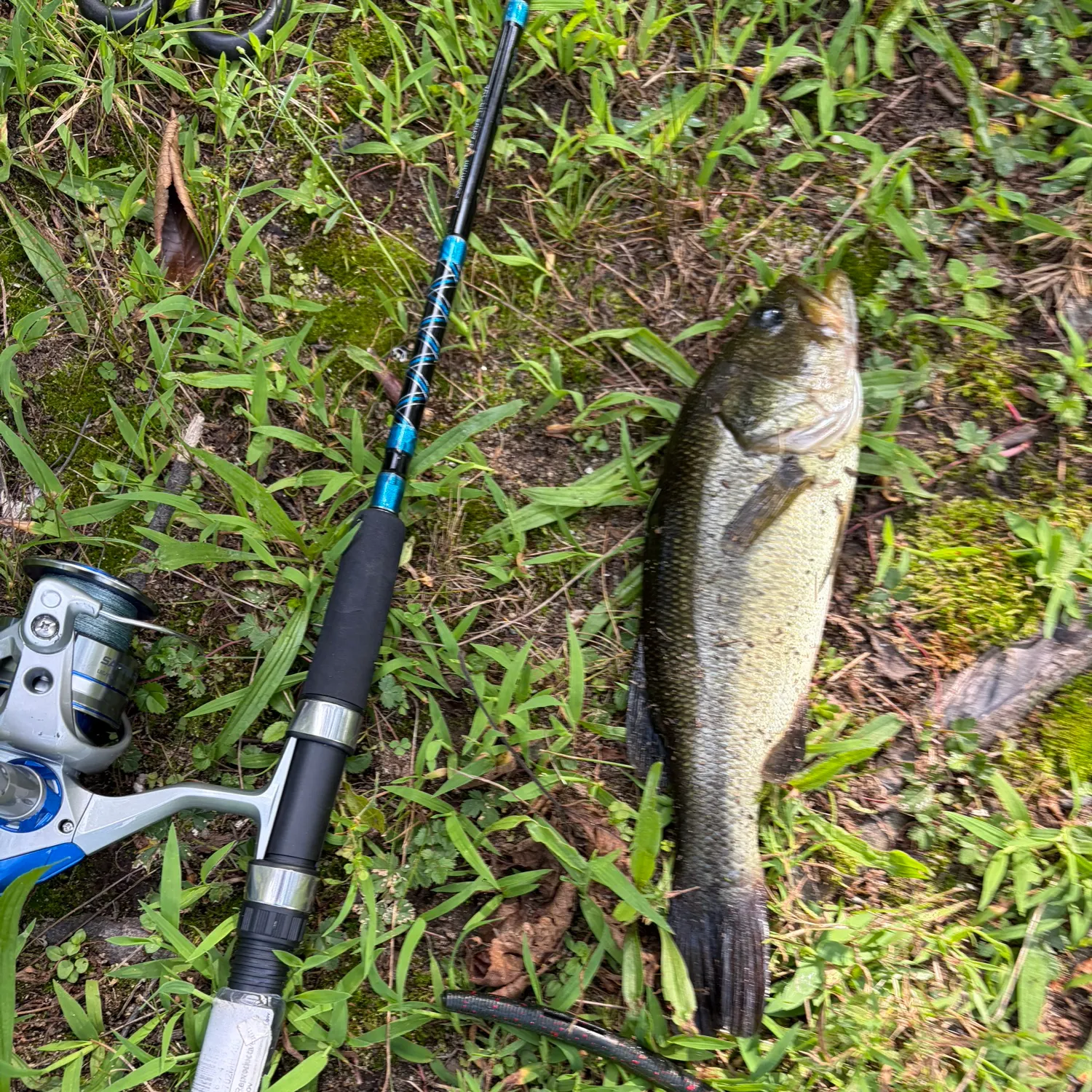 Fish caught on Fishbrain