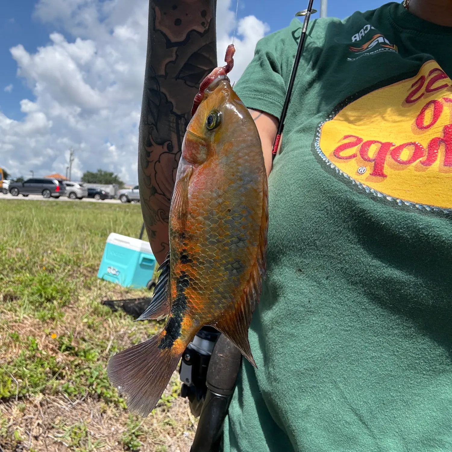 recently logged catches