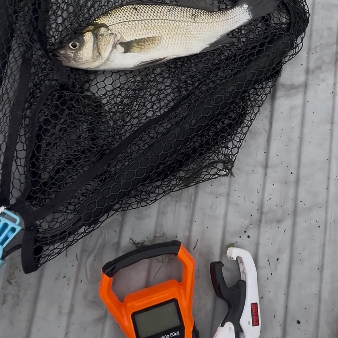 White perch caught on Fishbrain
