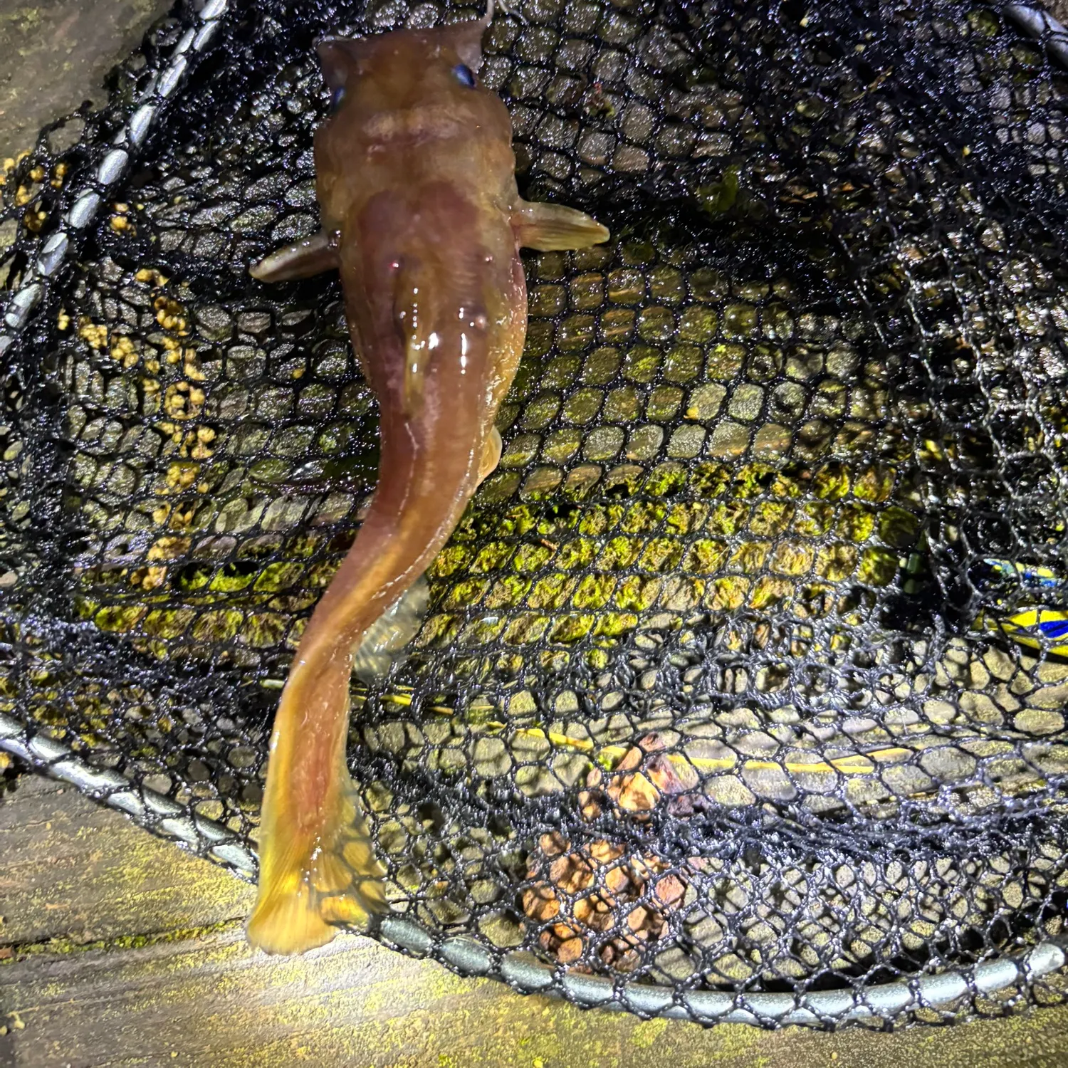The most recent Margined madtom catches on Fishbrain
