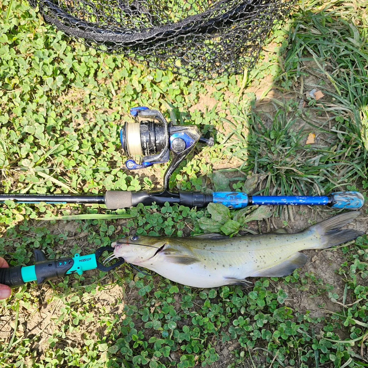Channel catfish caught on Fishbrain