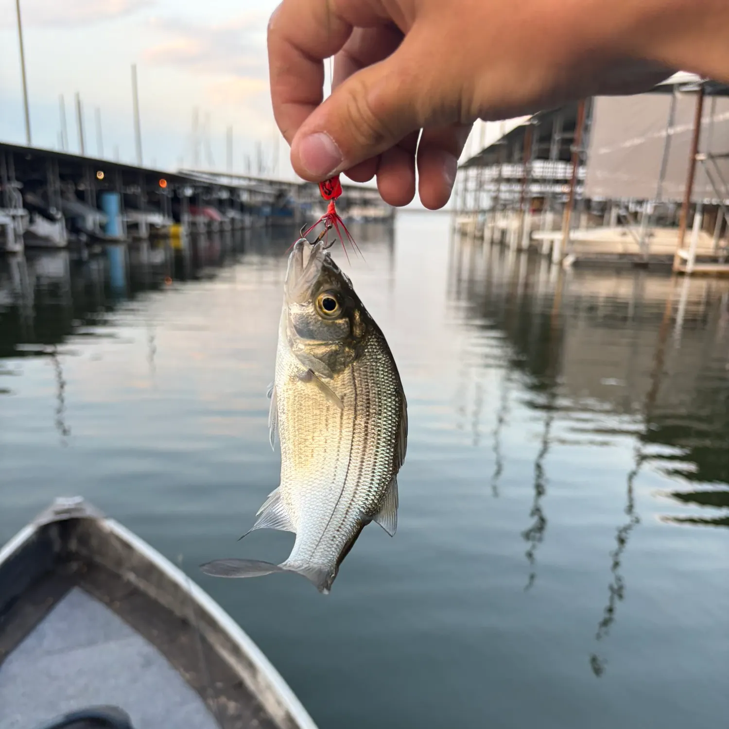 Fish caught on Fishbrain
