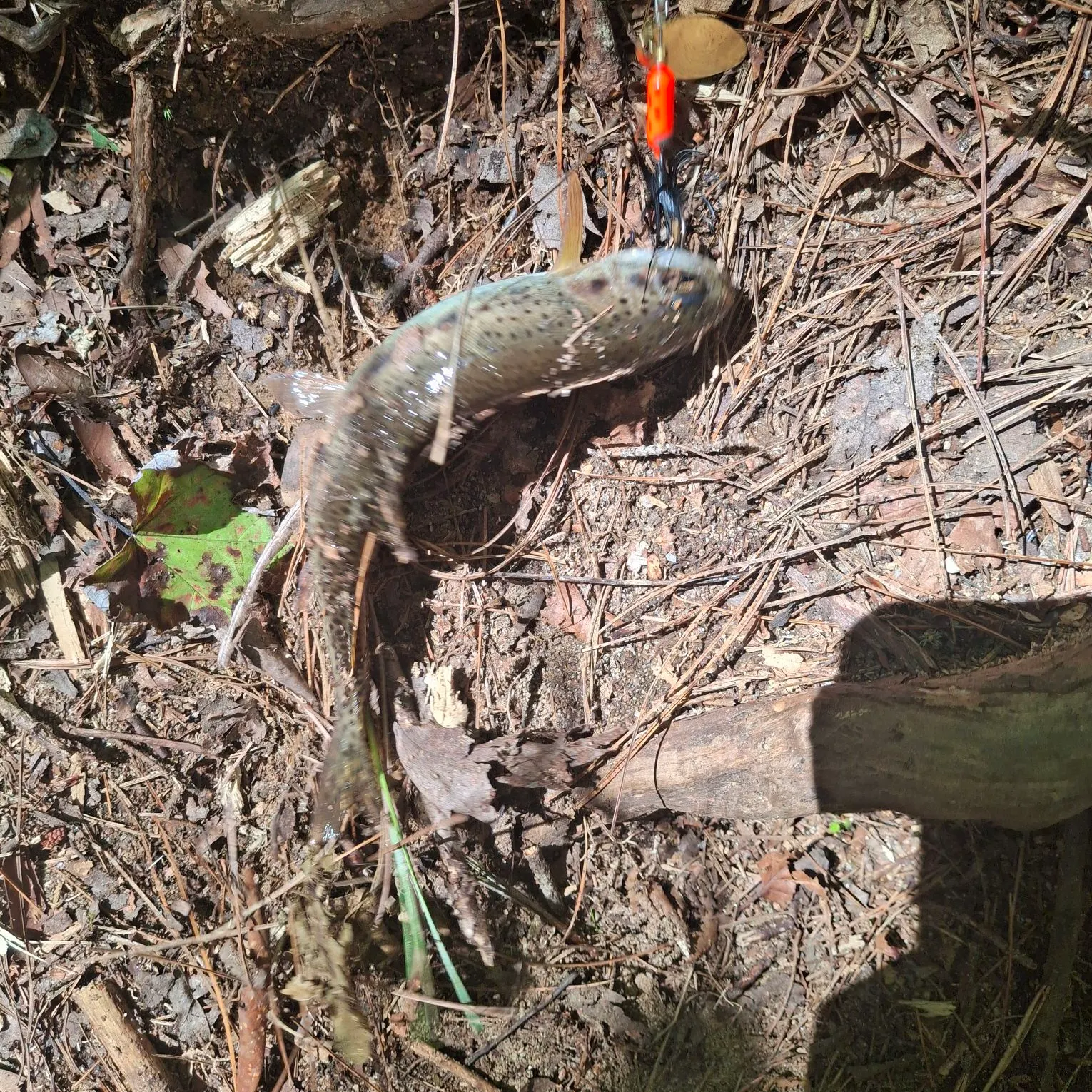 Rainbow trout caught on Fishbrain
