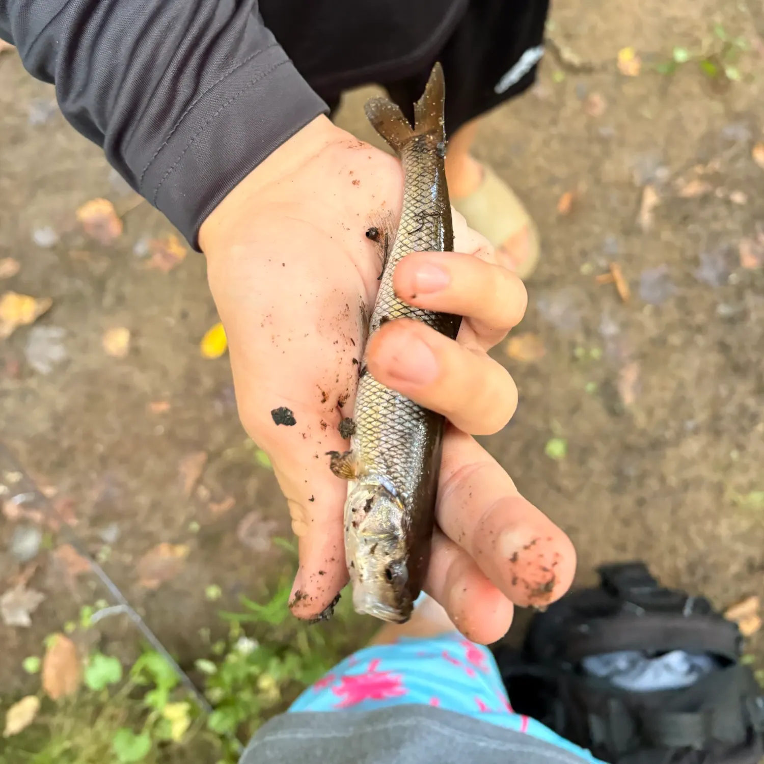 Creek chub caught on Fishbrain