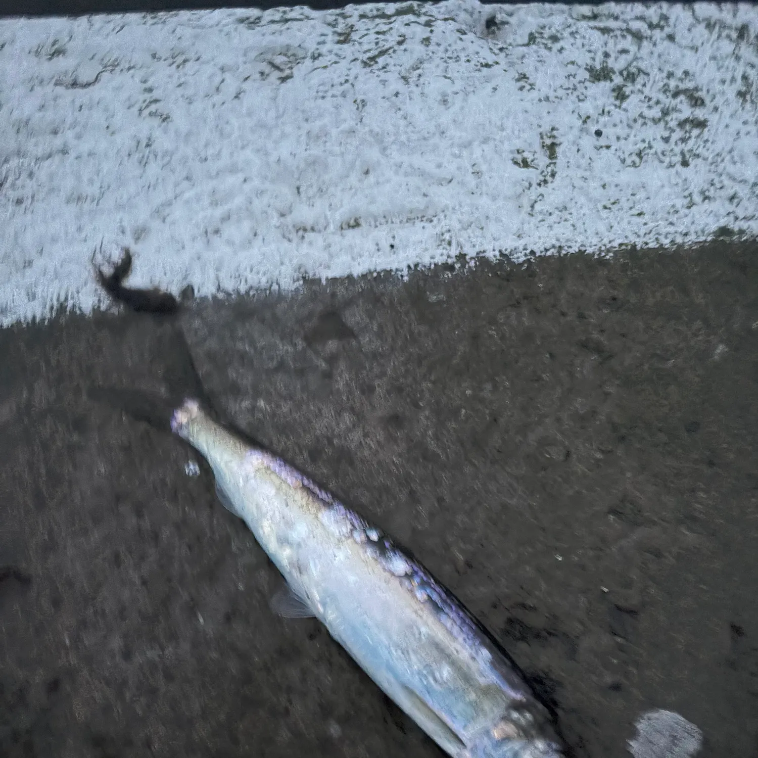 Atlantic herring caught on Fishbrain