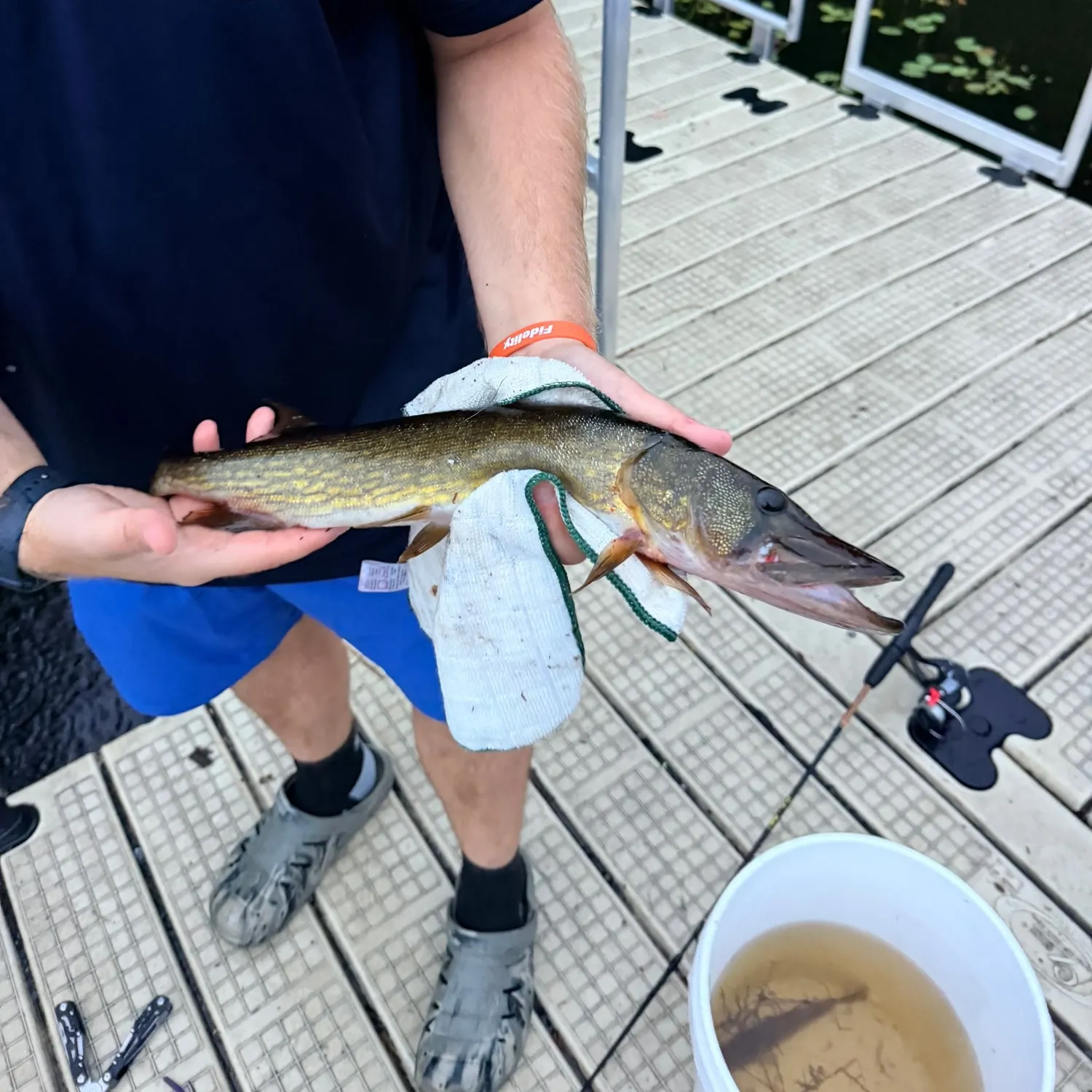 Chain pickerel caught on Fishbrain