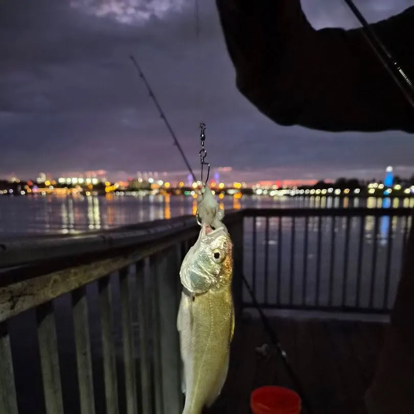 White croaker caught on Fishbrain