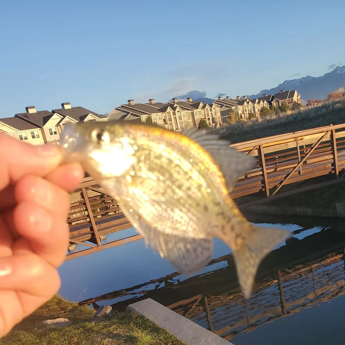 The most recent White crappie catches on Fishbrain