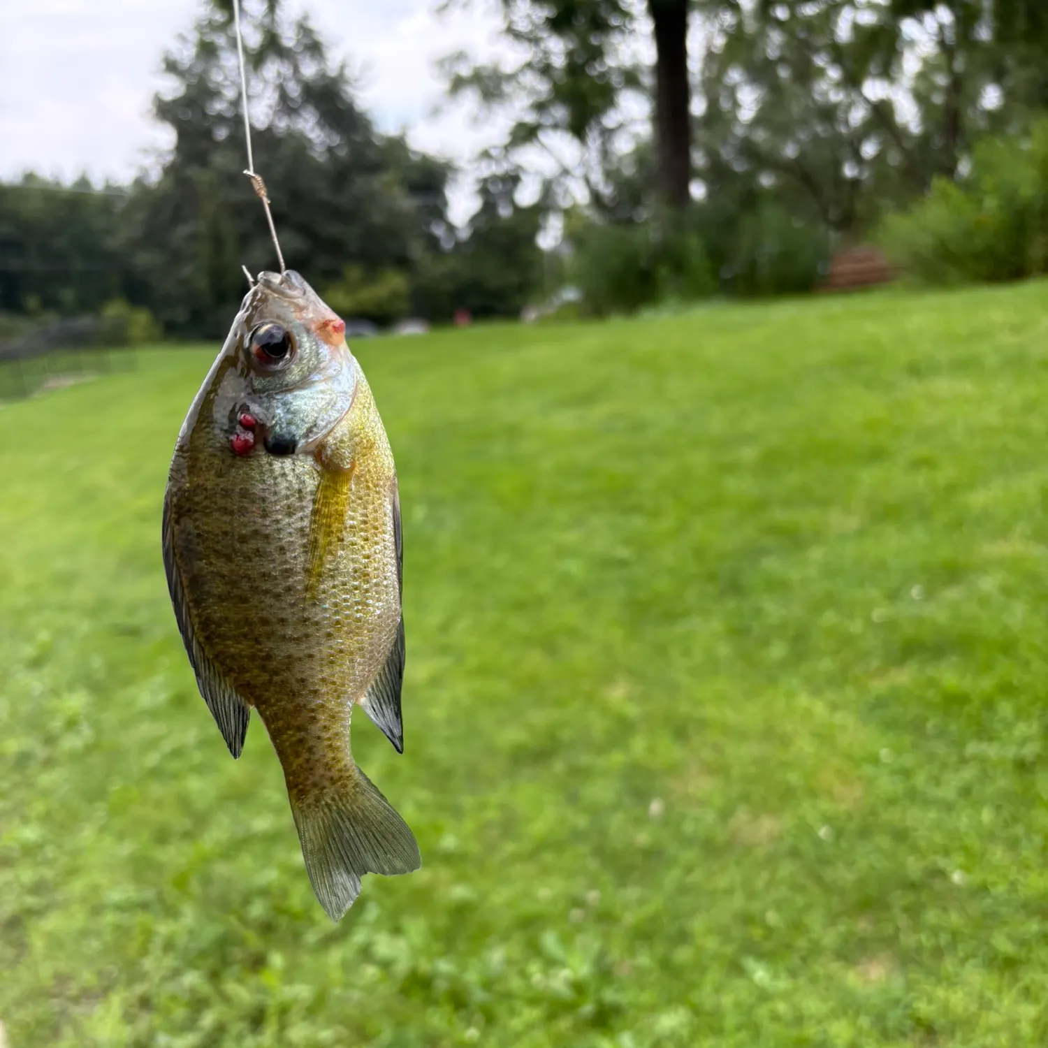 Bluegill caught on Fishbrain
