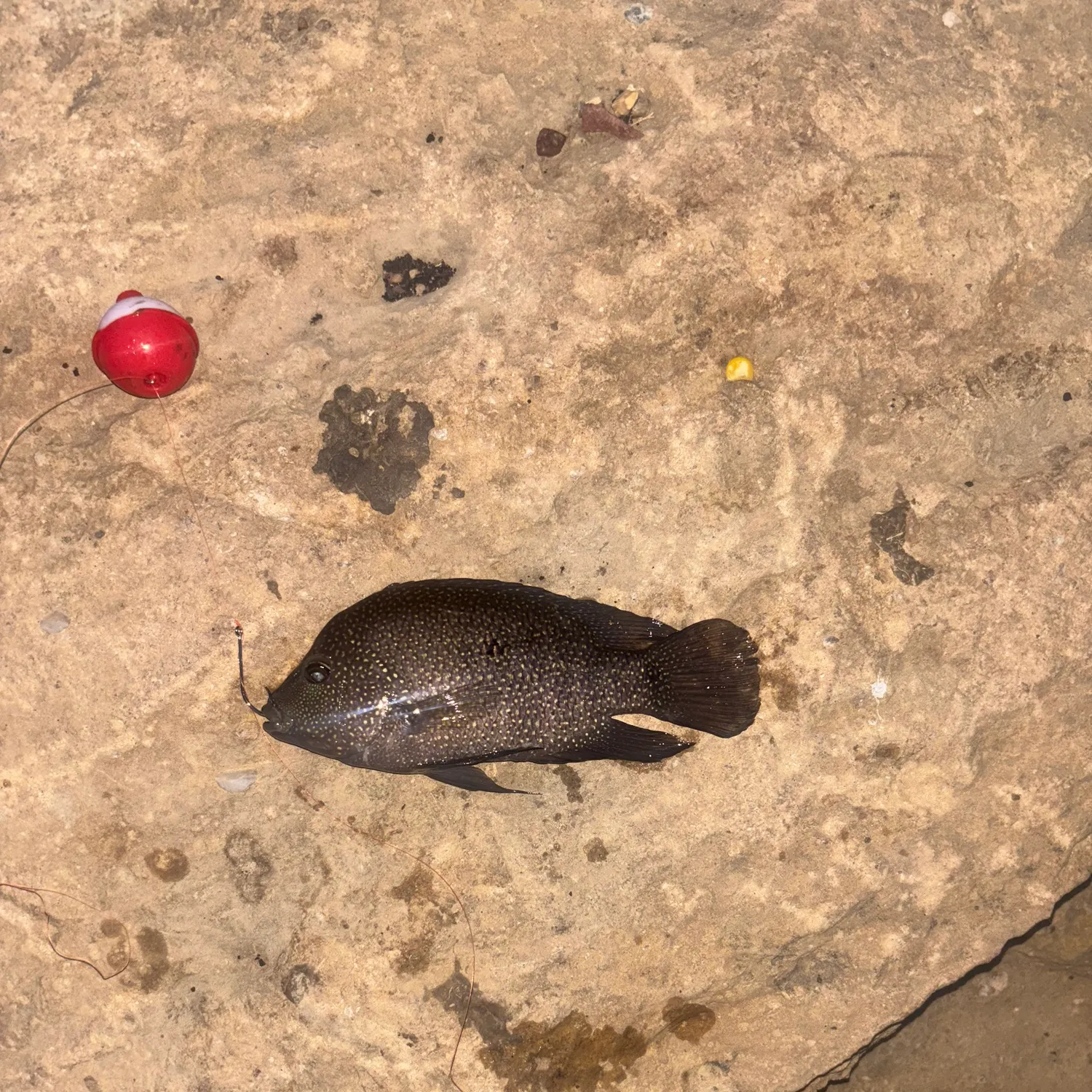 Rio Grande cichlid caught on Fishbrain