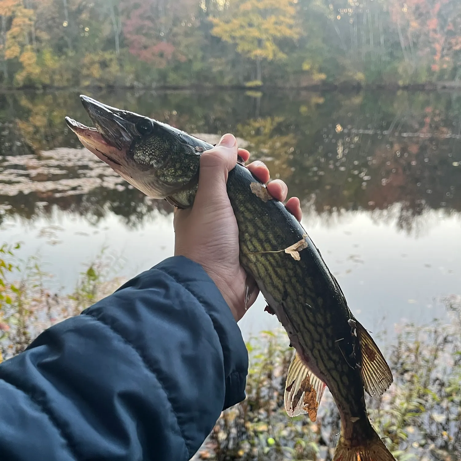 Chain pickerel caught on Fishbrain