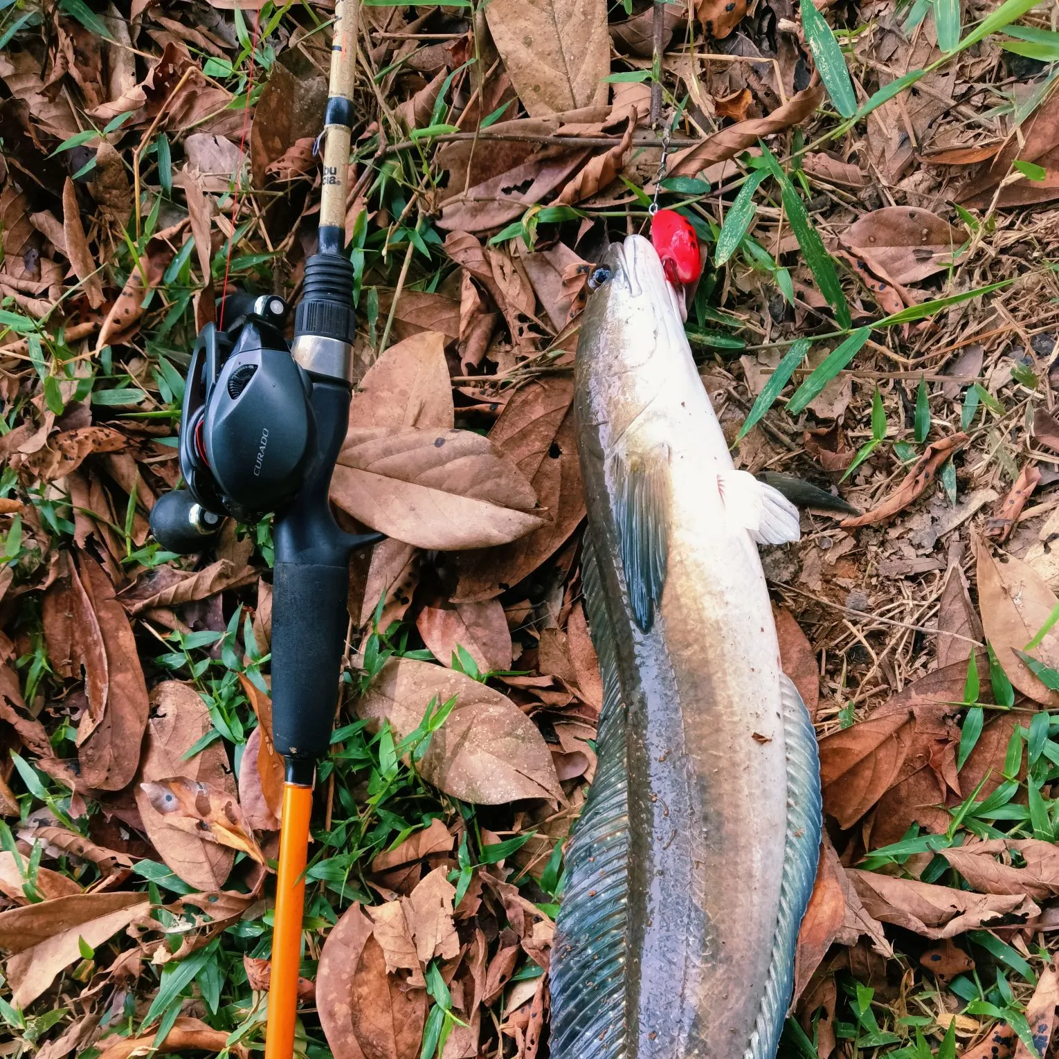 The most recent Bullseye snakehead catches on Fishbrain