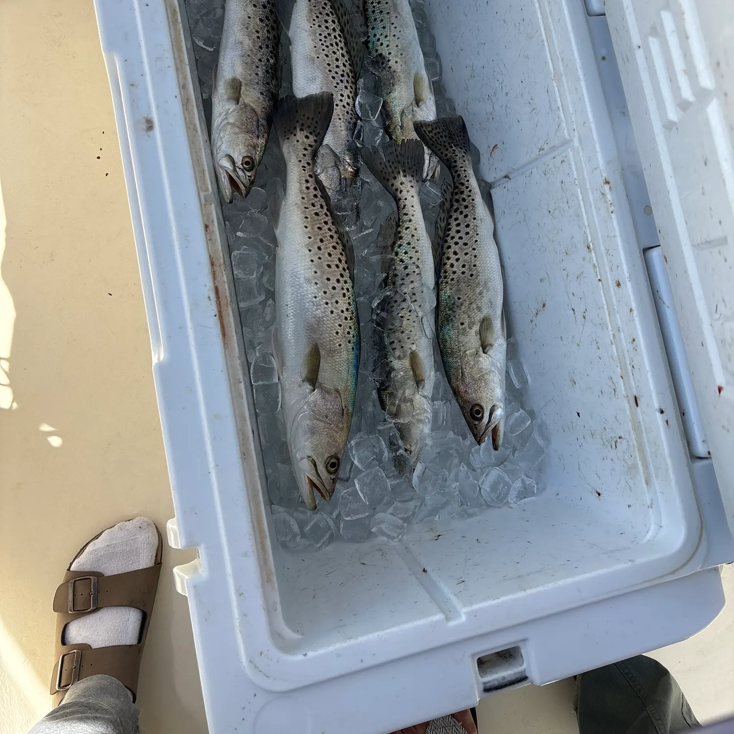 recently logged catches
