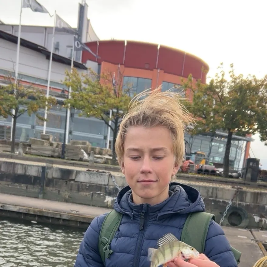 European perch caught on Fishbrain
