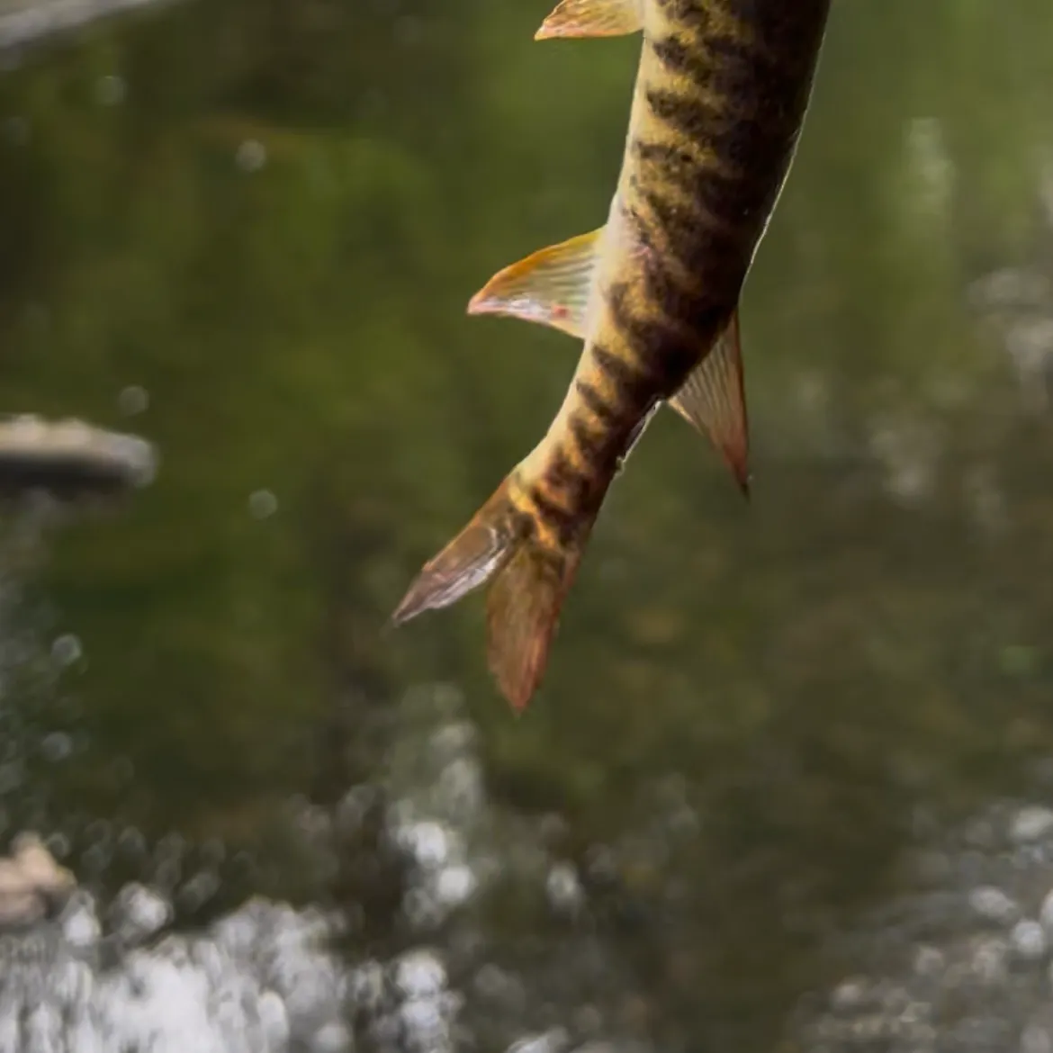 The most recent Redfin pickerel catches on Fishbrain