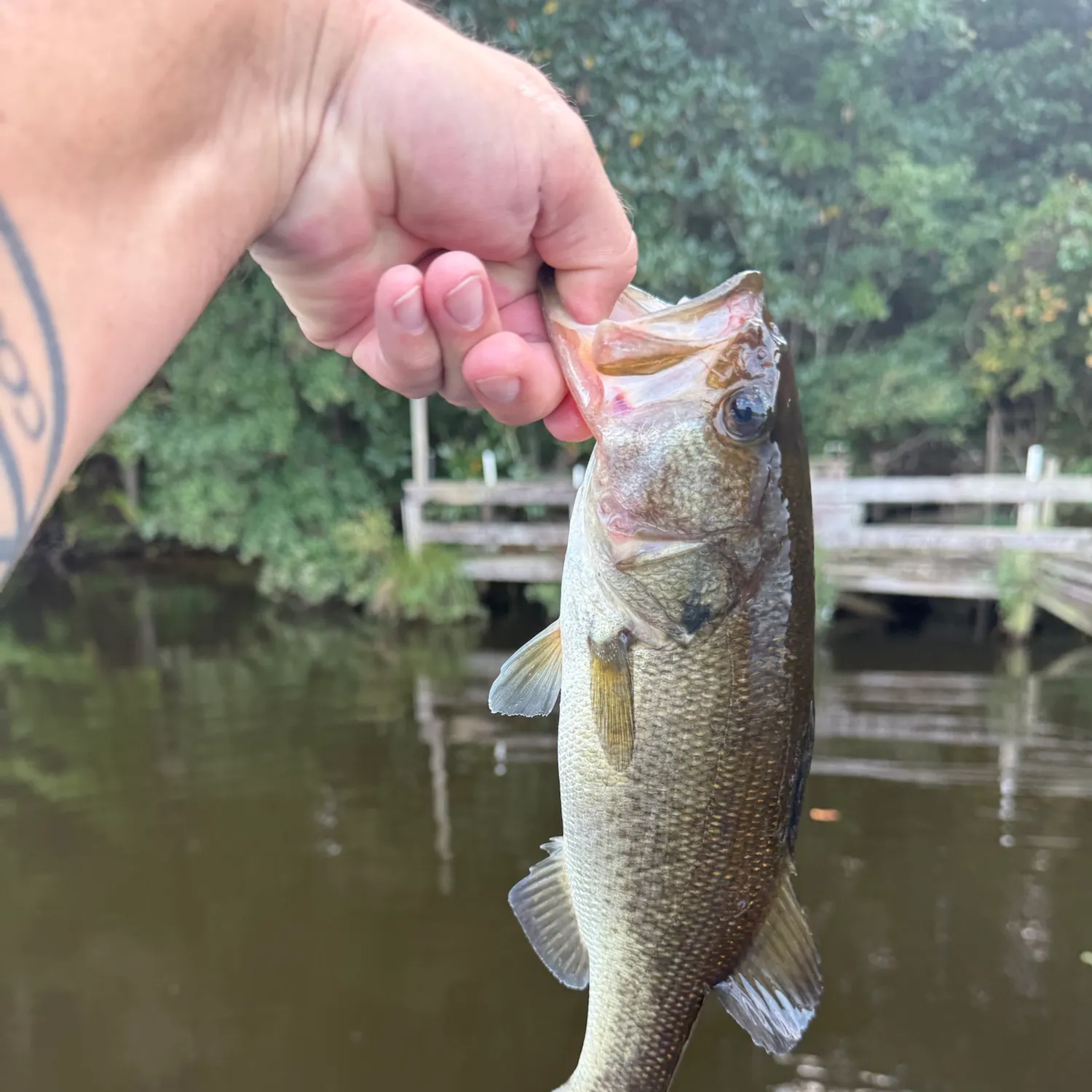 Largemouth bass caught on Fishbrain