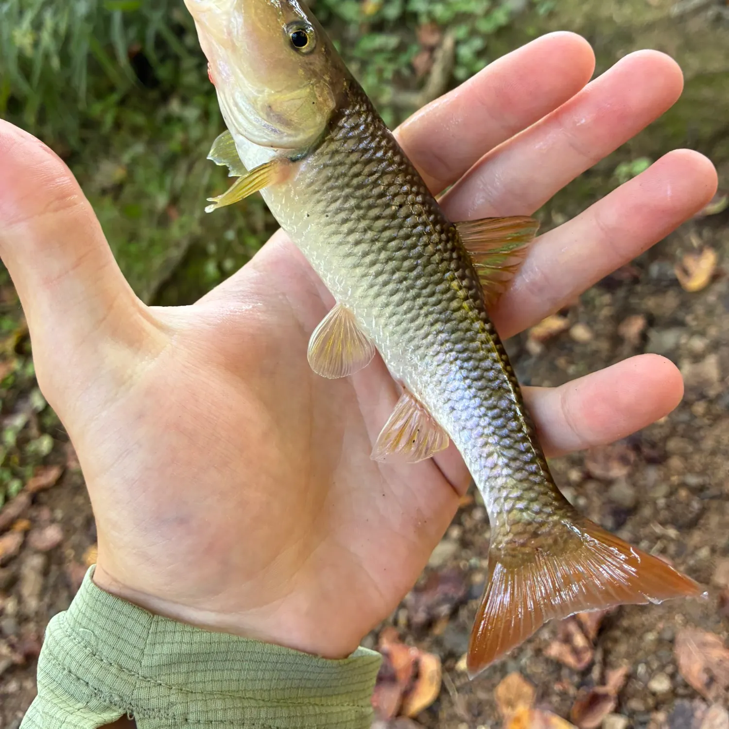 The most recent River chub catches on Fishbrain