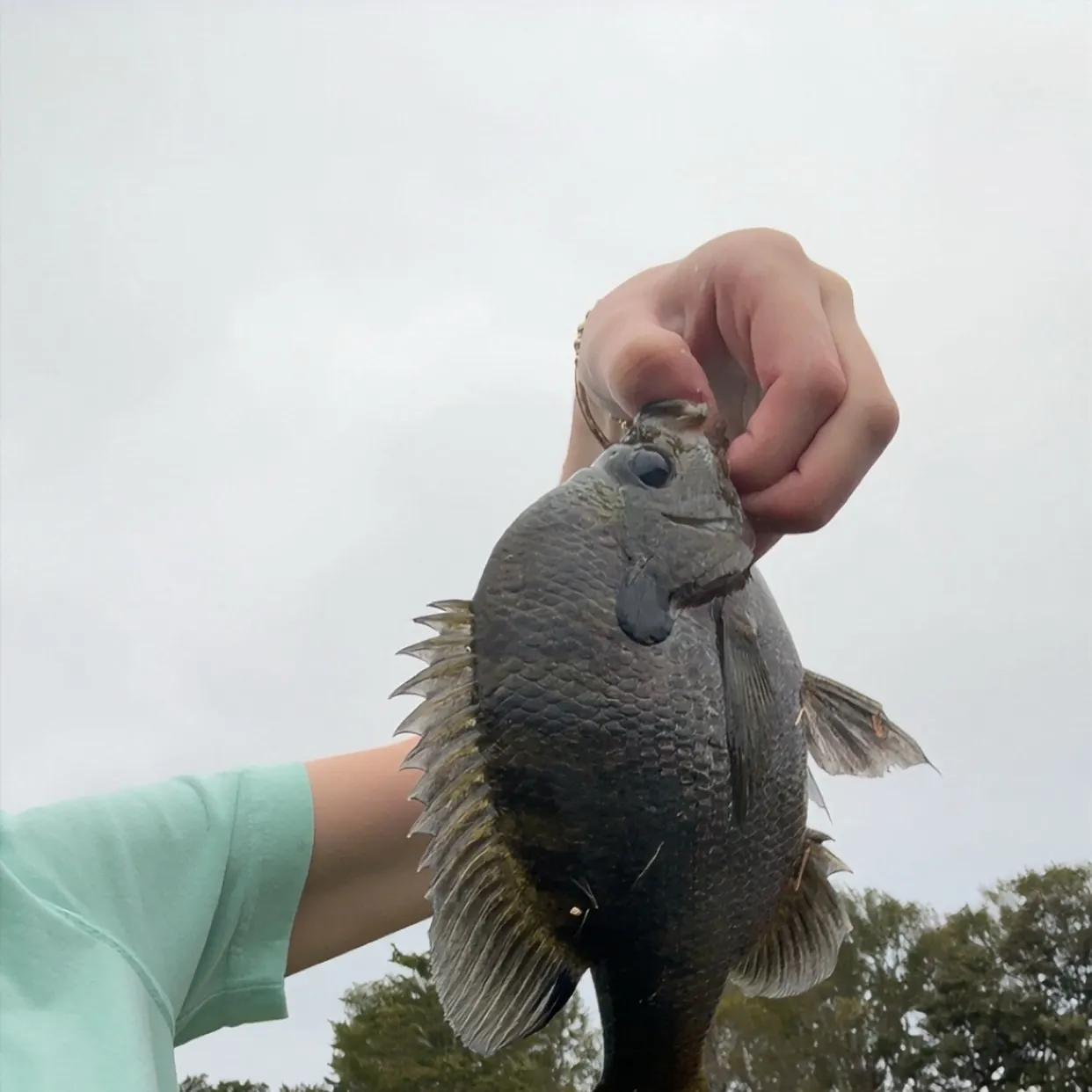 Bluegill caught on Fishbrain