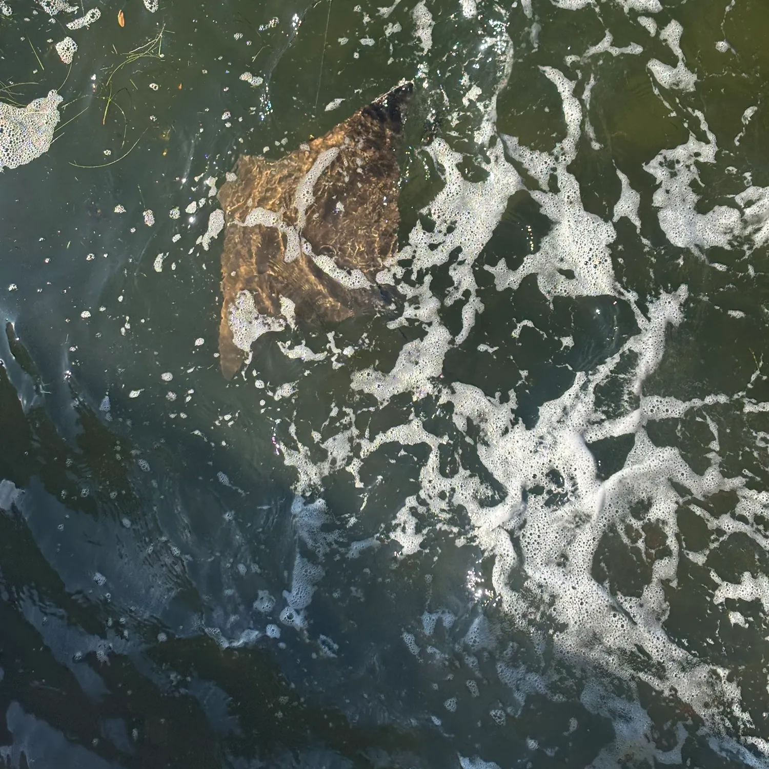 The most recent Cownose Ray catches on Fishbrain