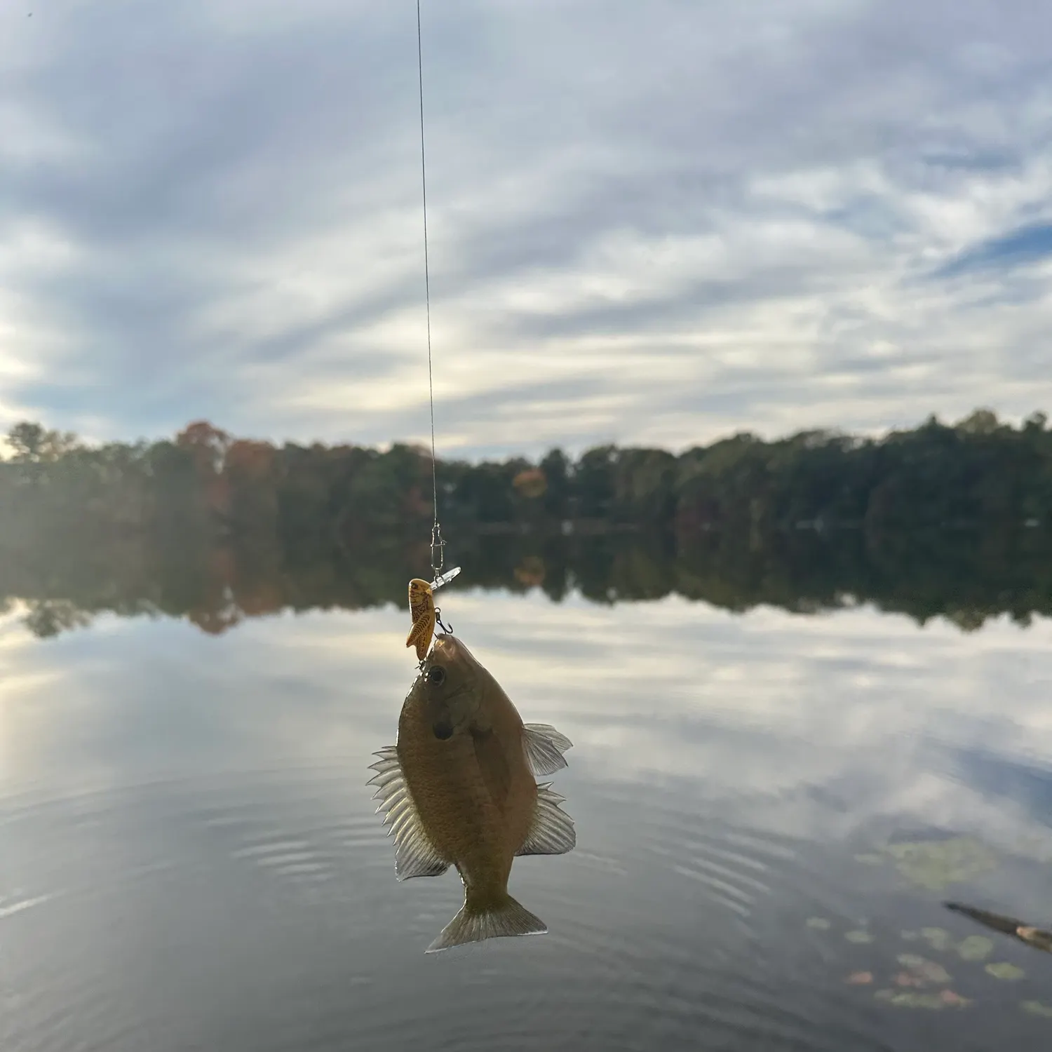 Bluegill caught on Fishbrain