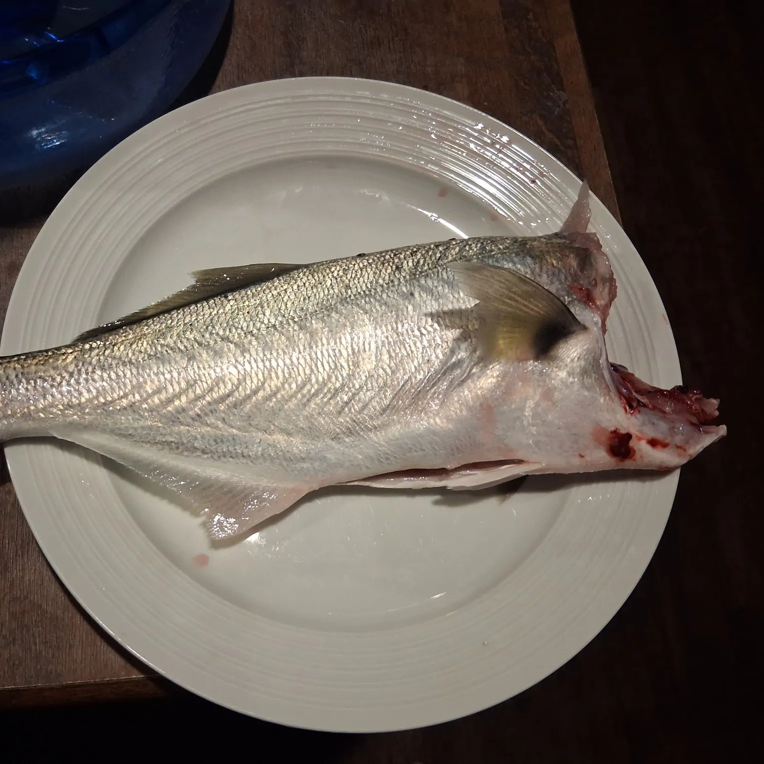 Bluefish caught on Fishbrain